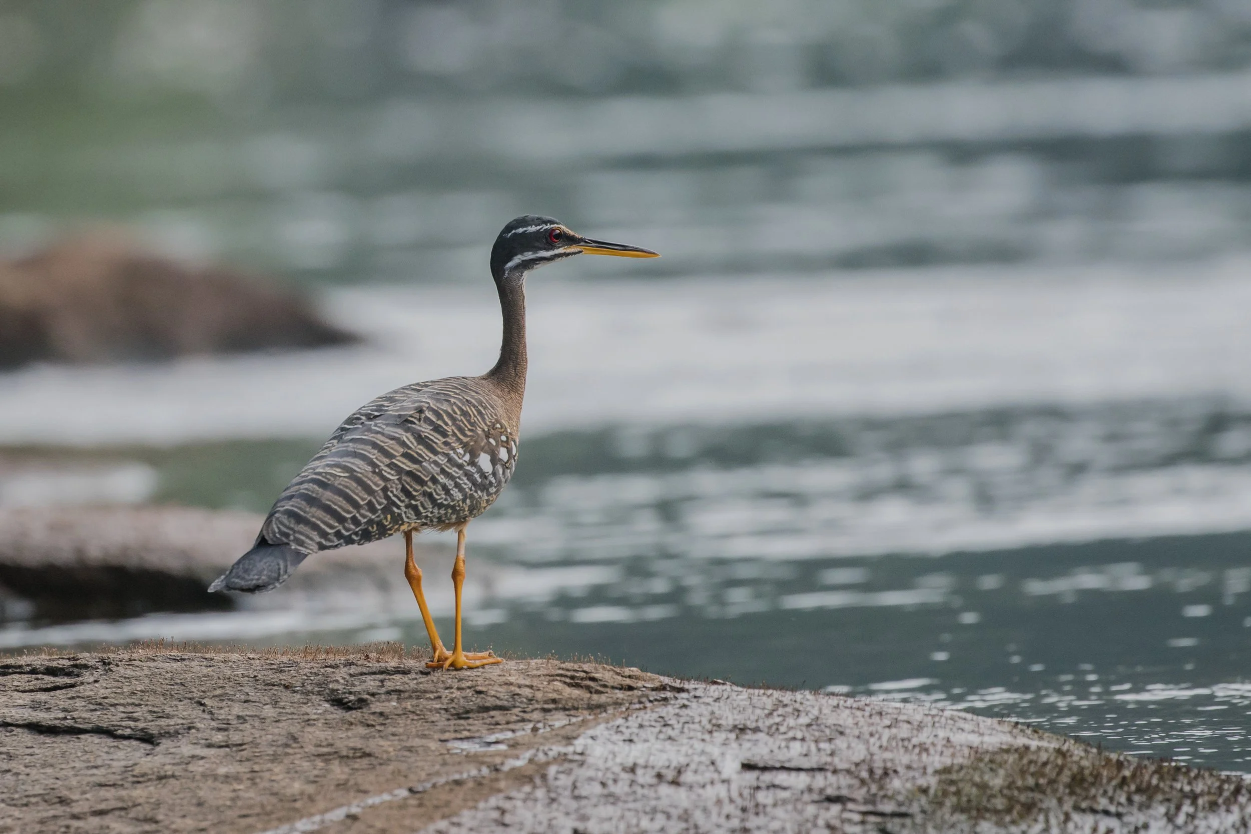 Sunbittern