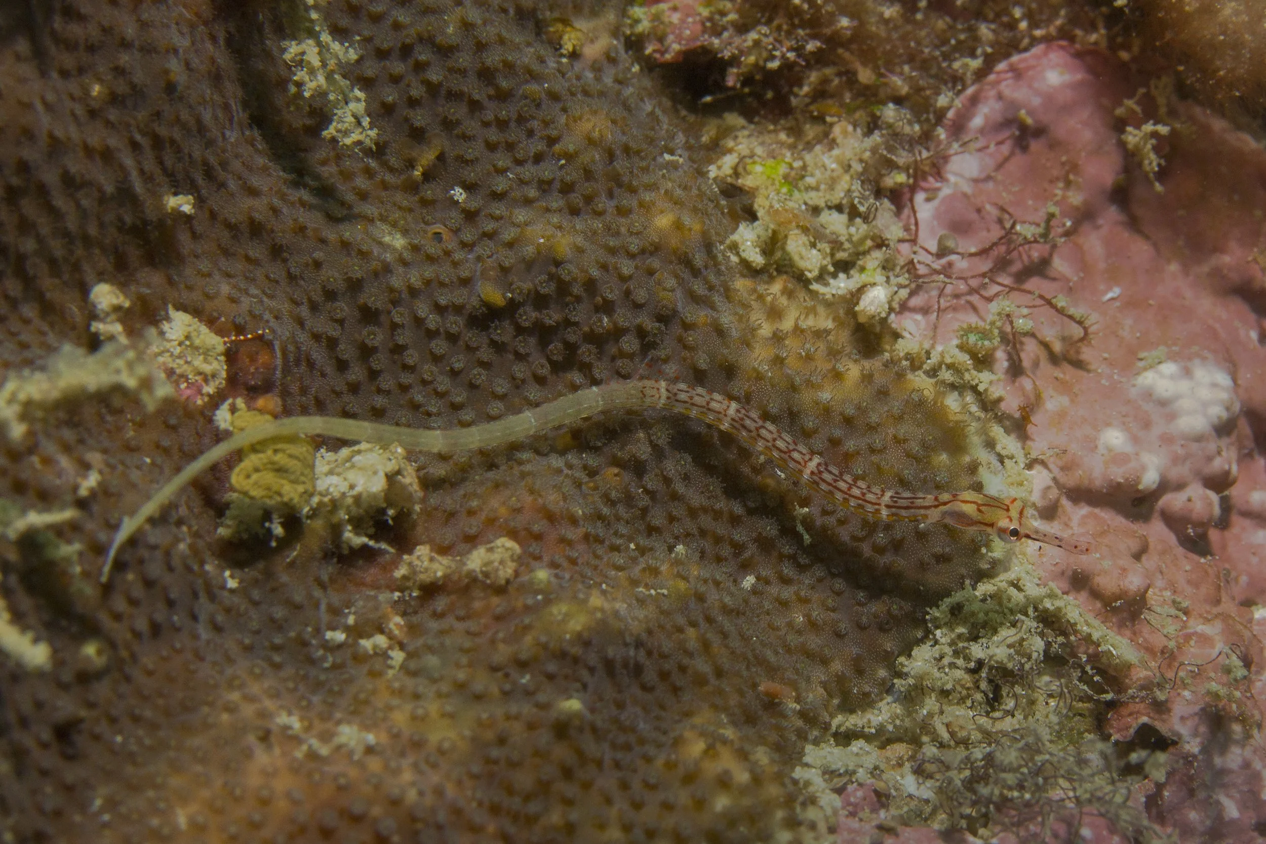 Halmahera_IMG_1655.jpg