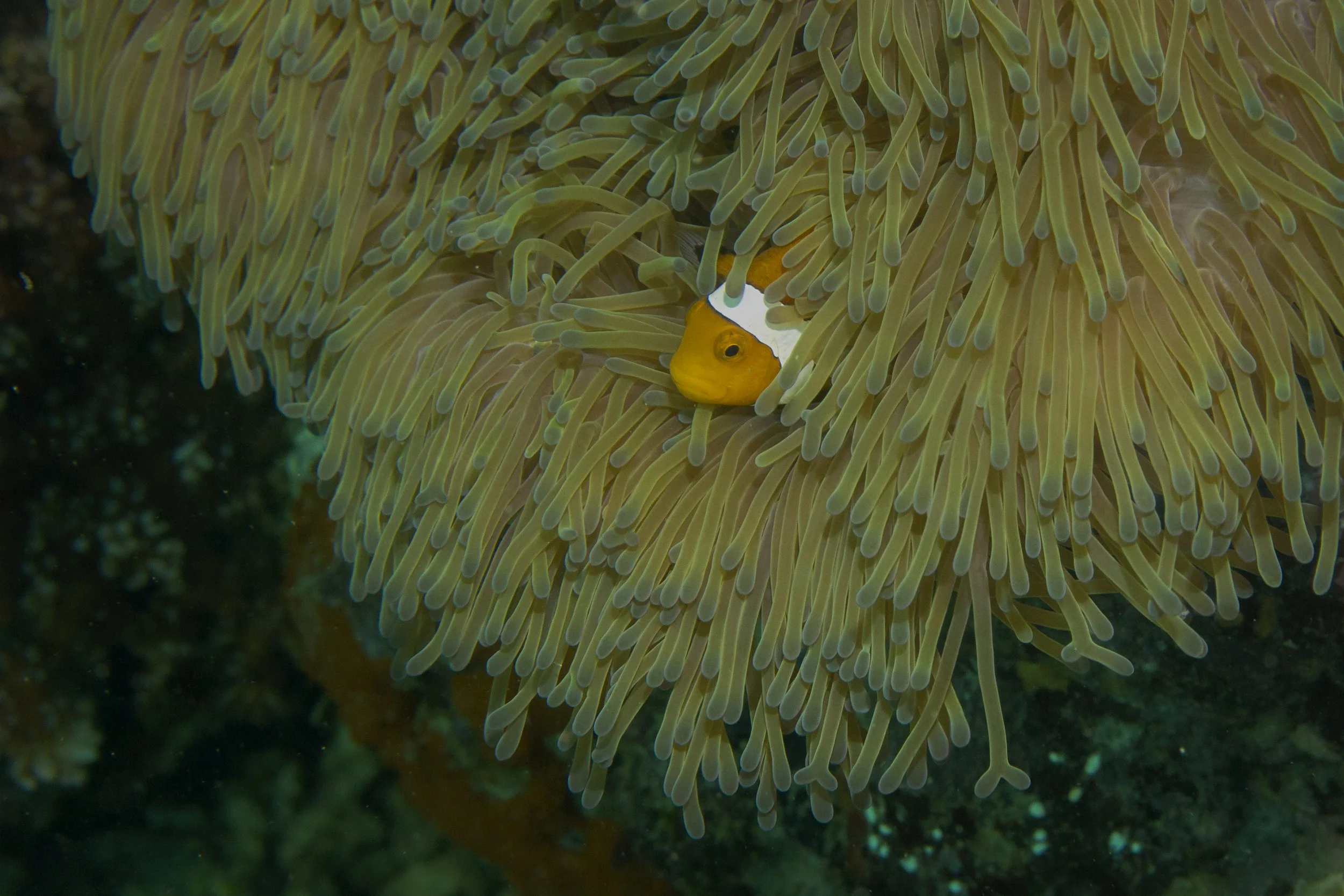 Halmahera_IMG_1725.jpg