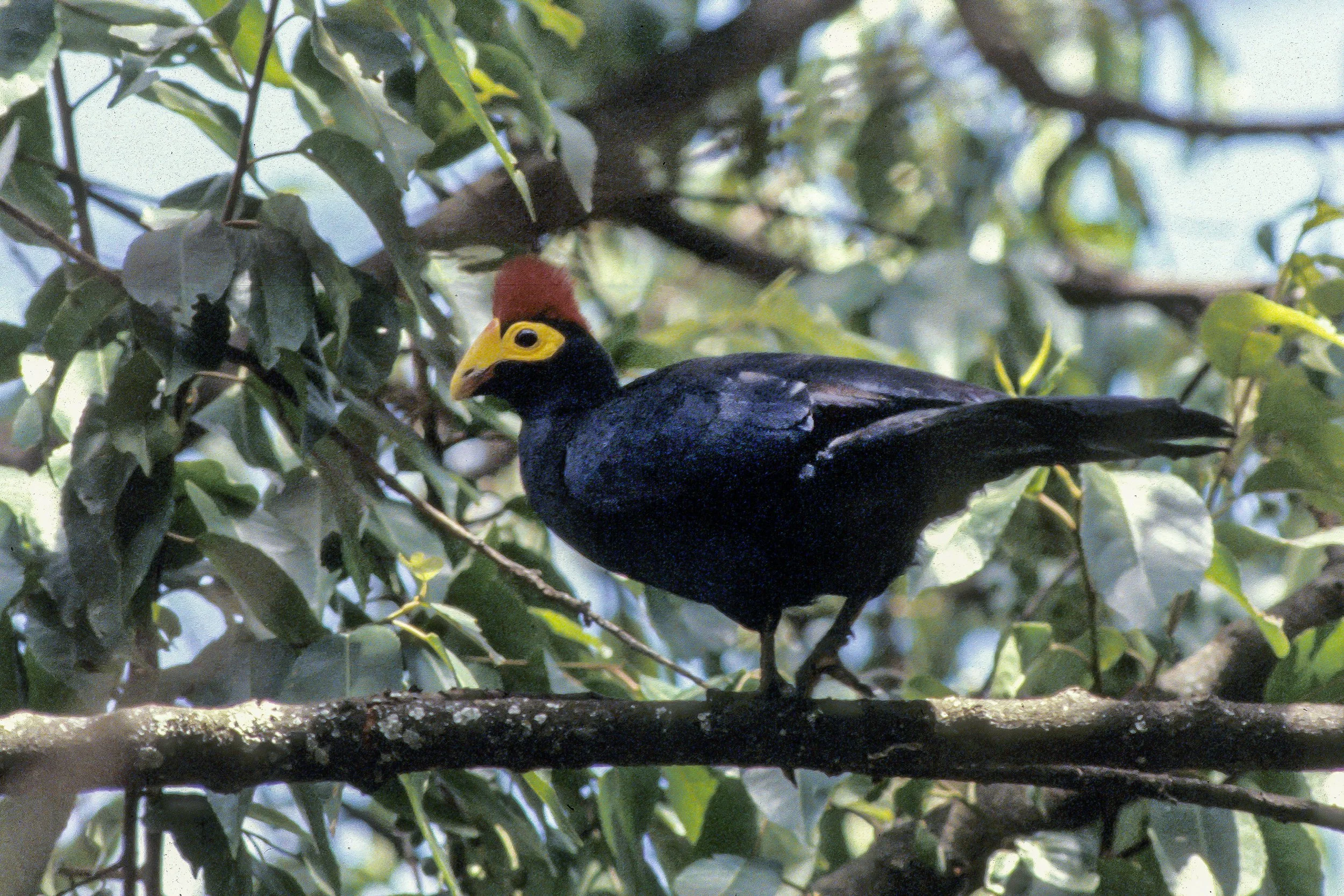 Ross's Turaco
