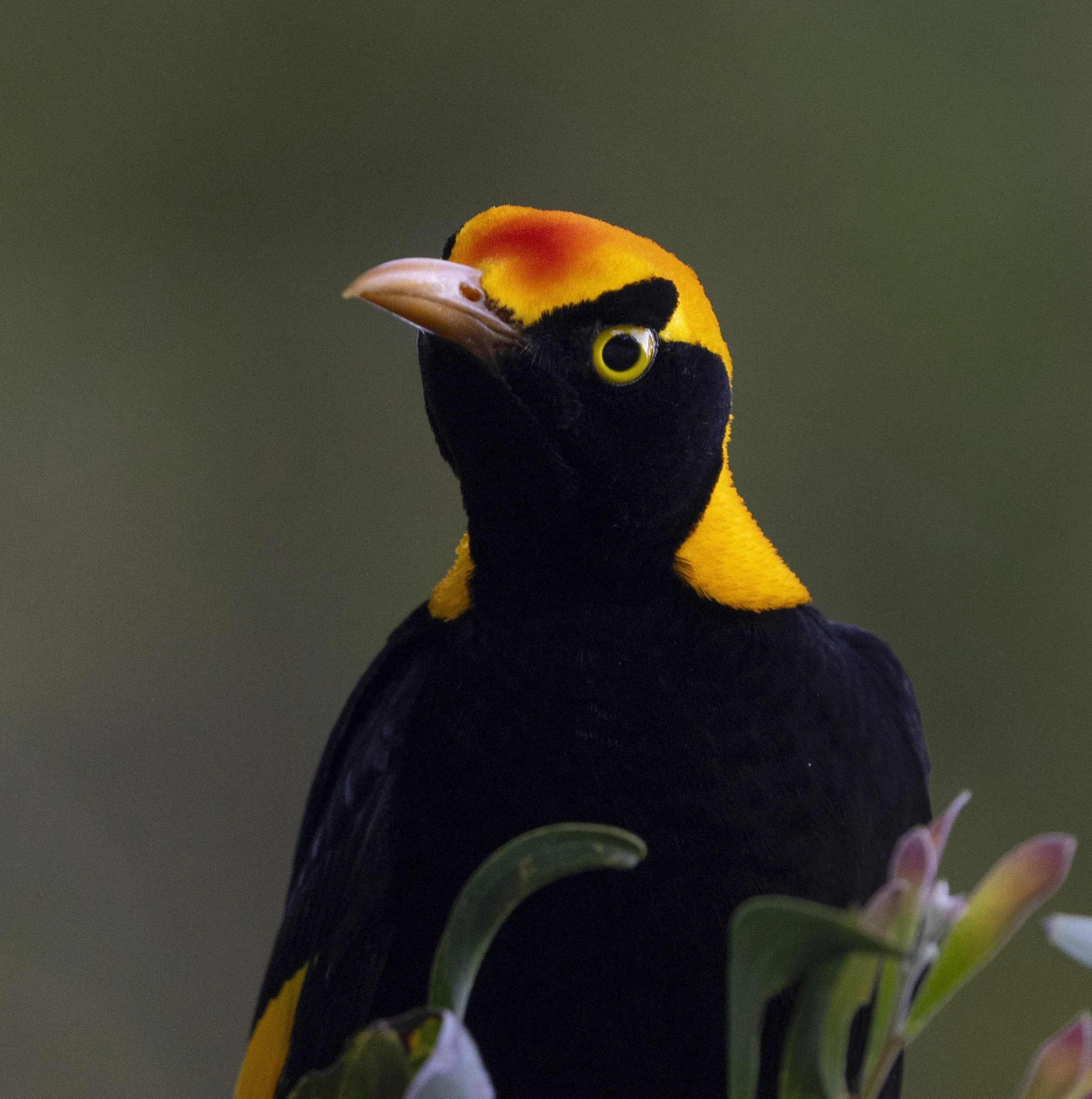 Regent Bowerbird