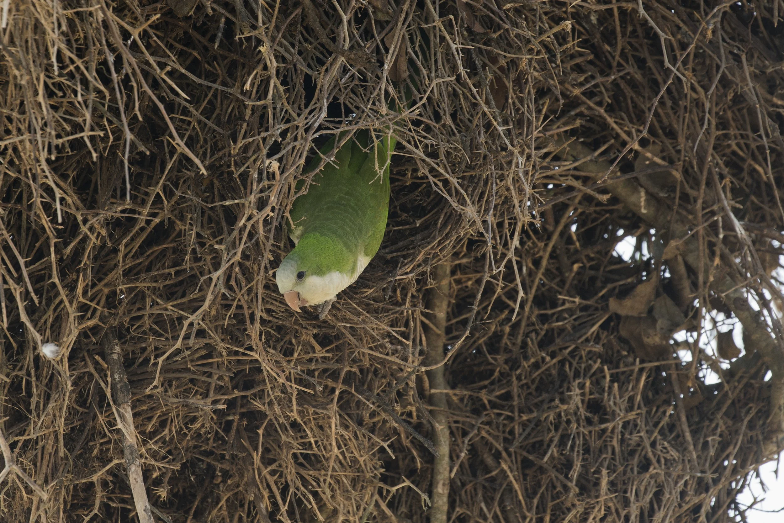 Monk Parakeet