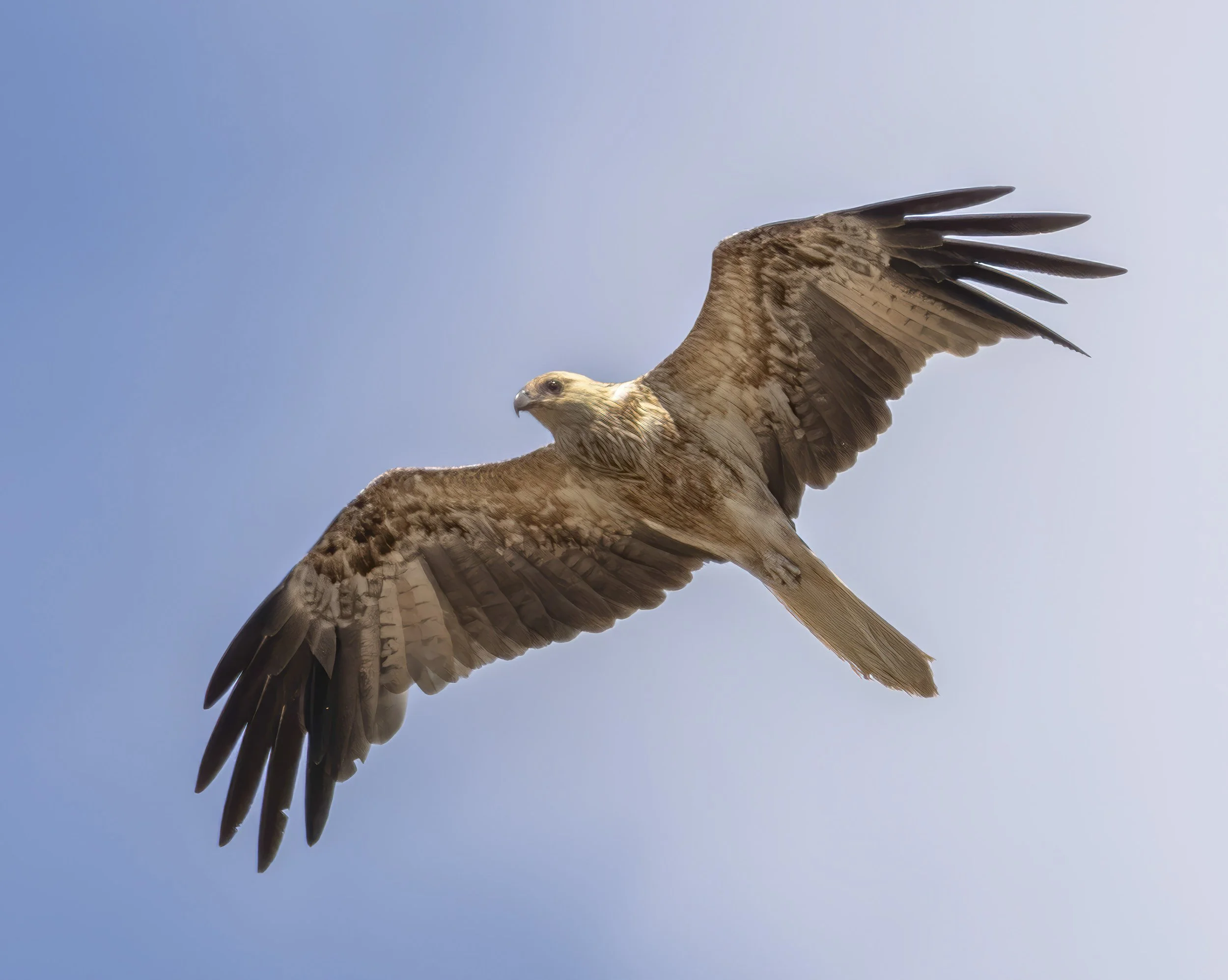 Whistling Kite