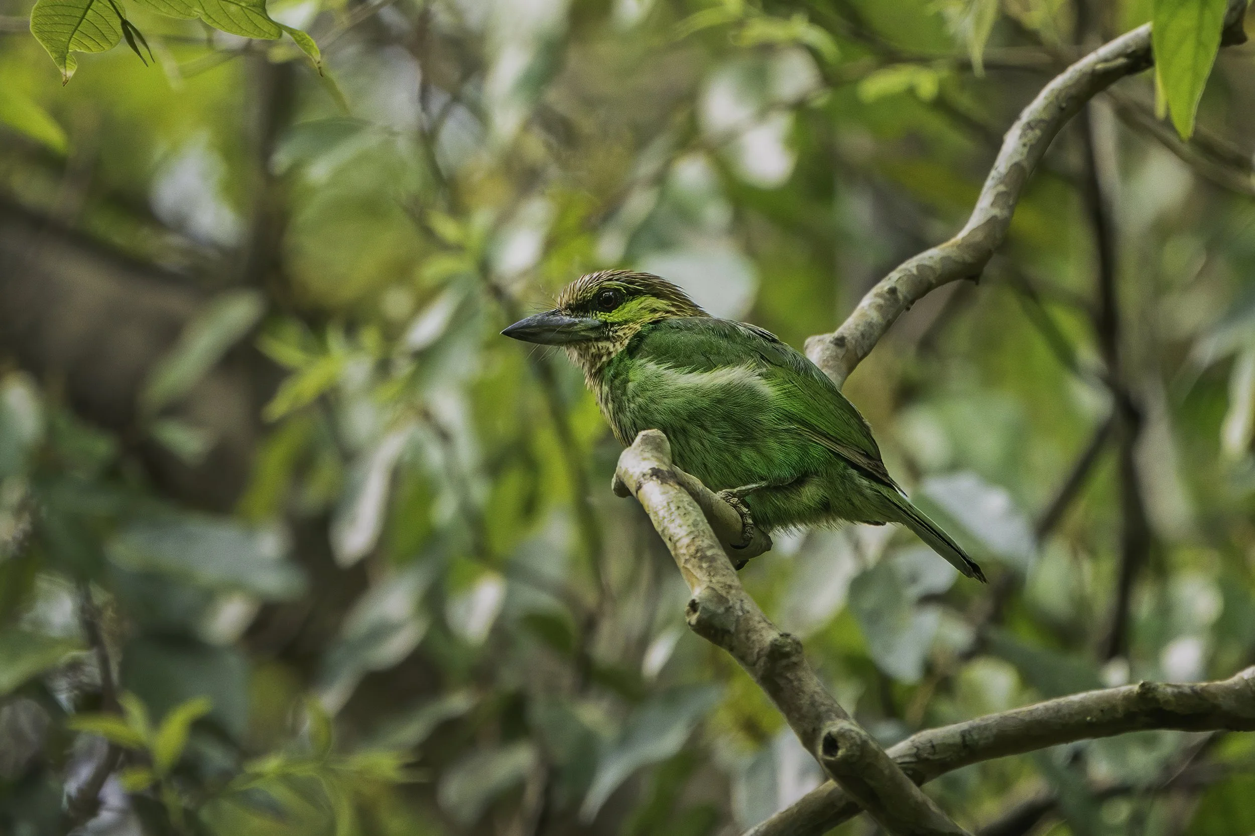 Green Eared Barbet
