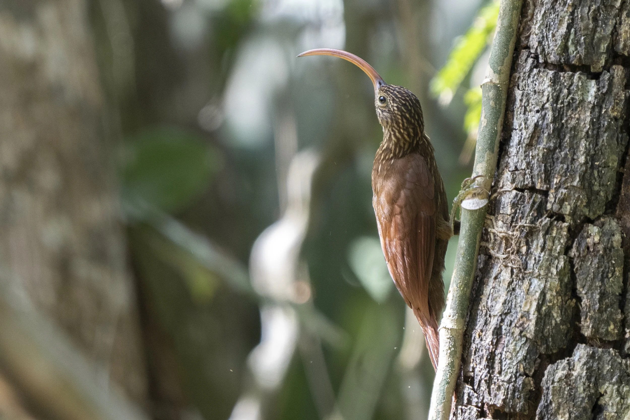 Red Billed Scythebill
