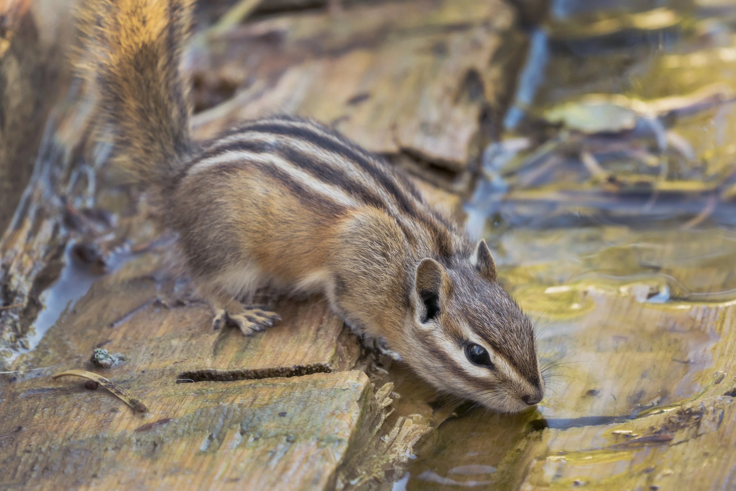 Least Chipmunk, NM