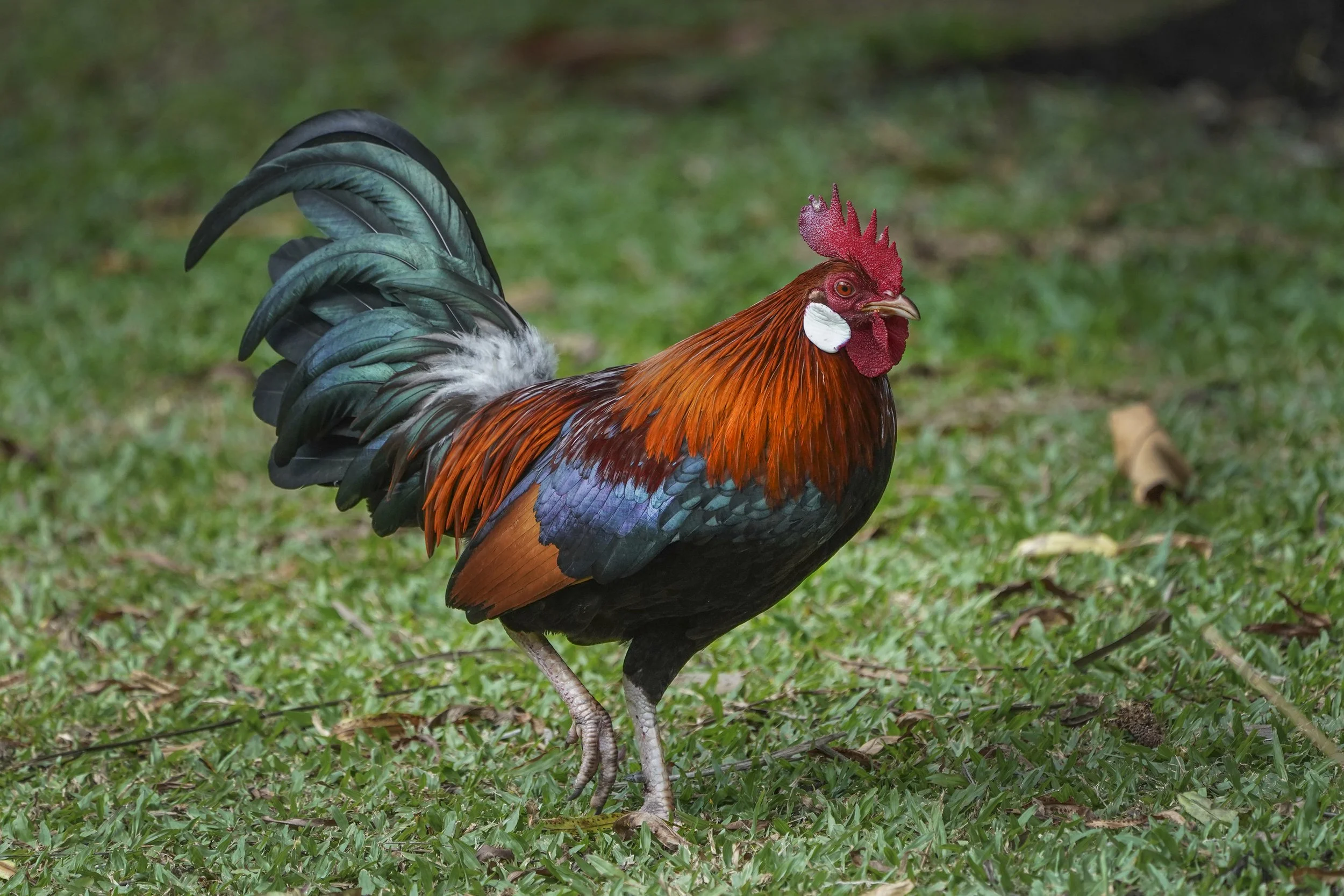 Red Jungle Fowl