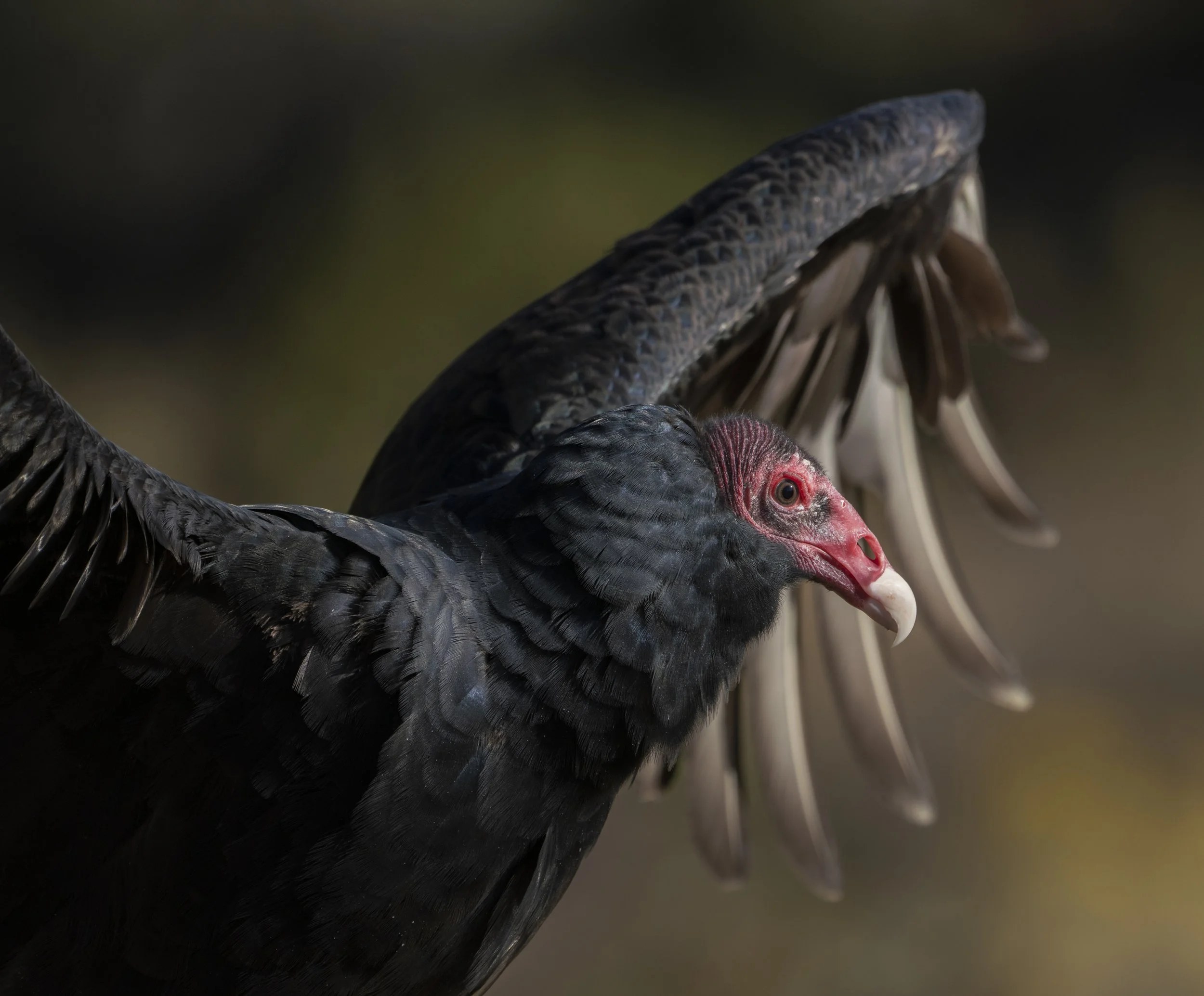 Turkey Vulture