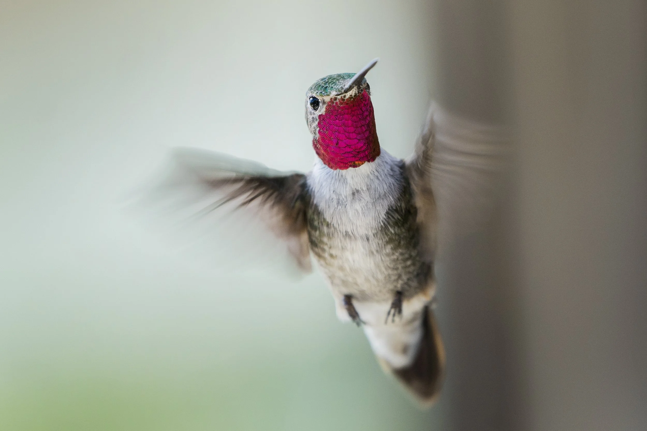 Broad Tailed Hummingbird