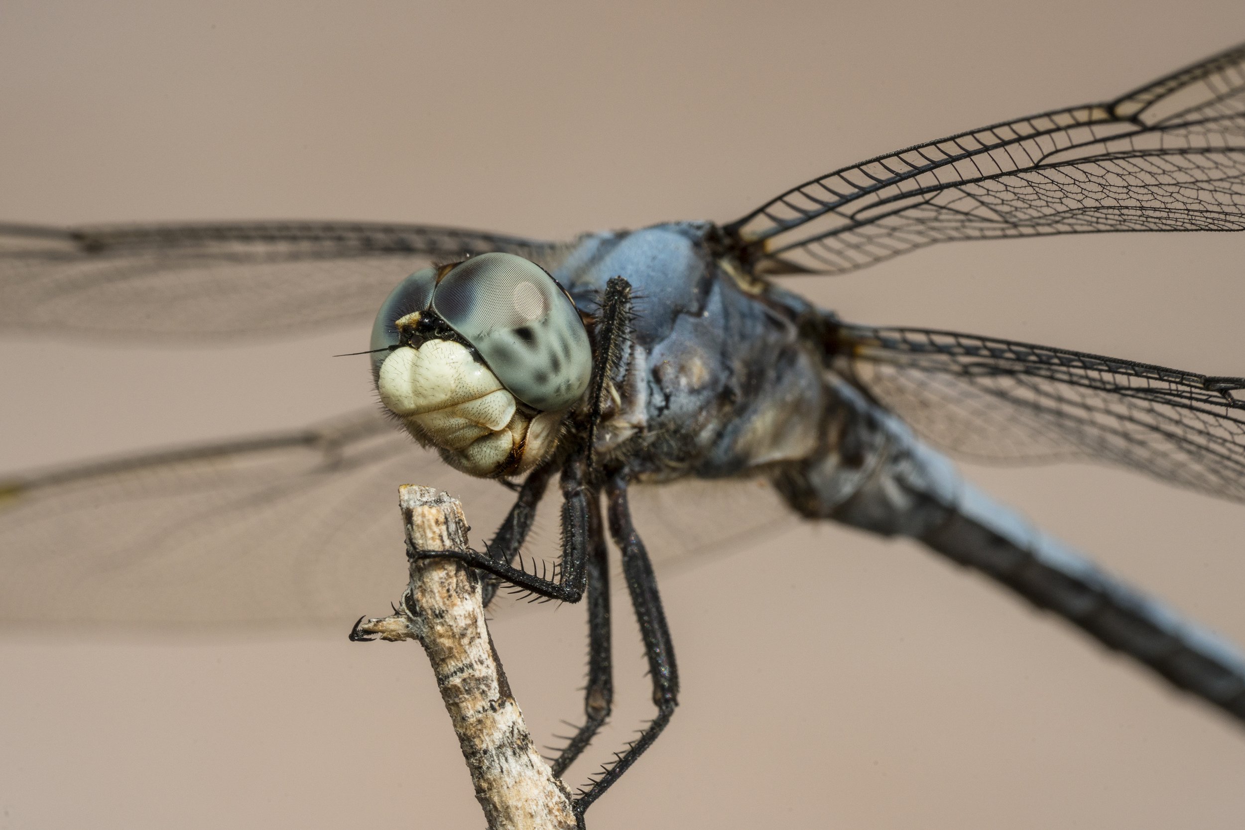 Comanche Skimmer (Libellula comanche)_DSC01062.jpg