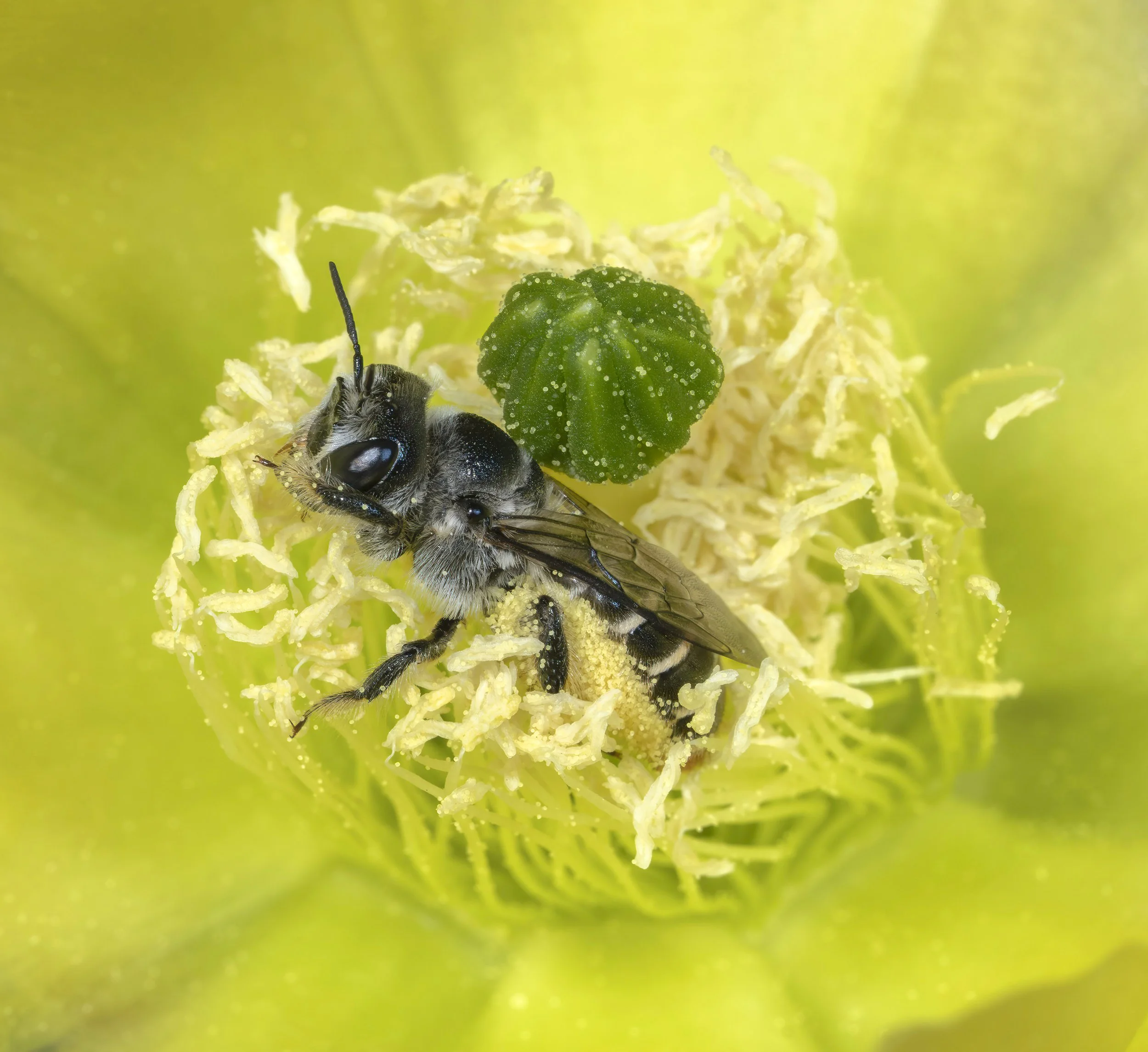 LeafCutterBee copy.jpg