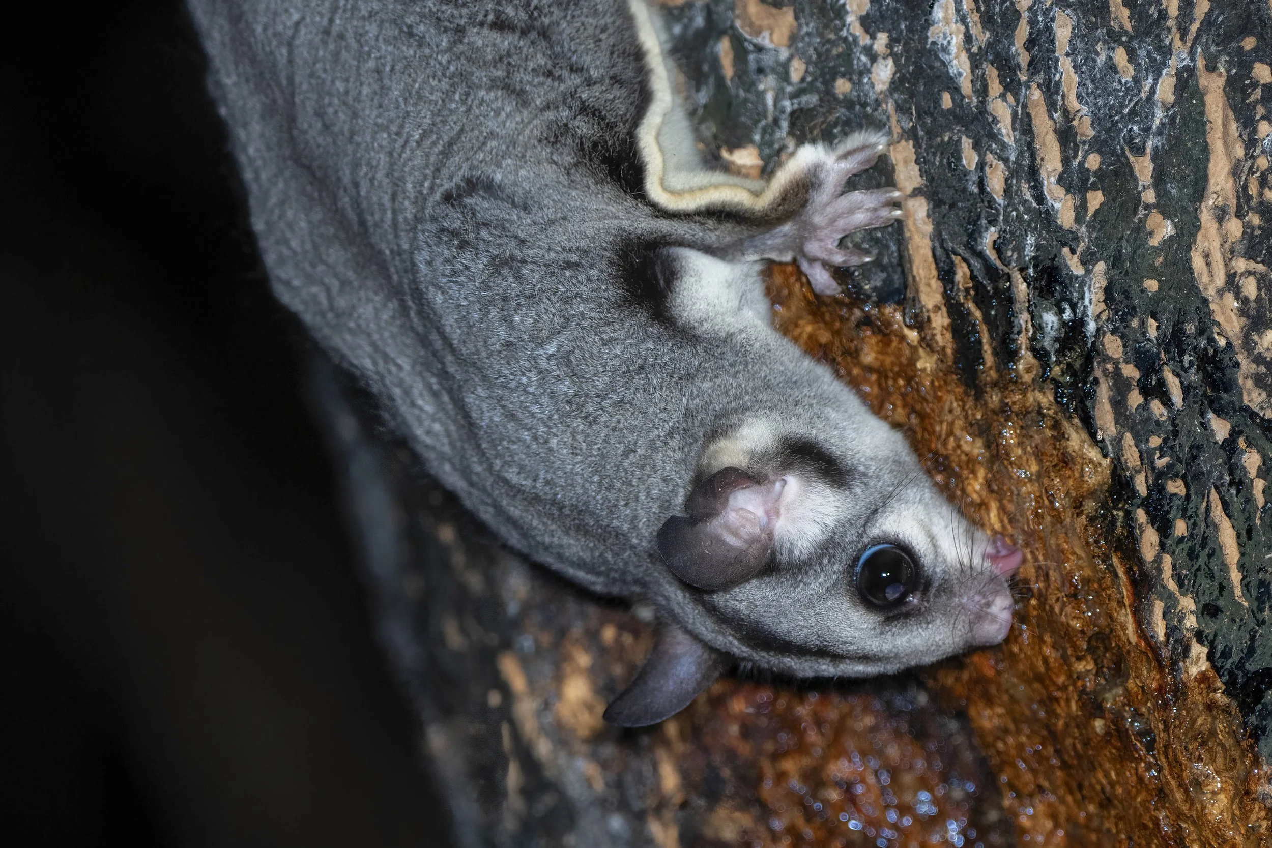 Sugar Glider, Australia