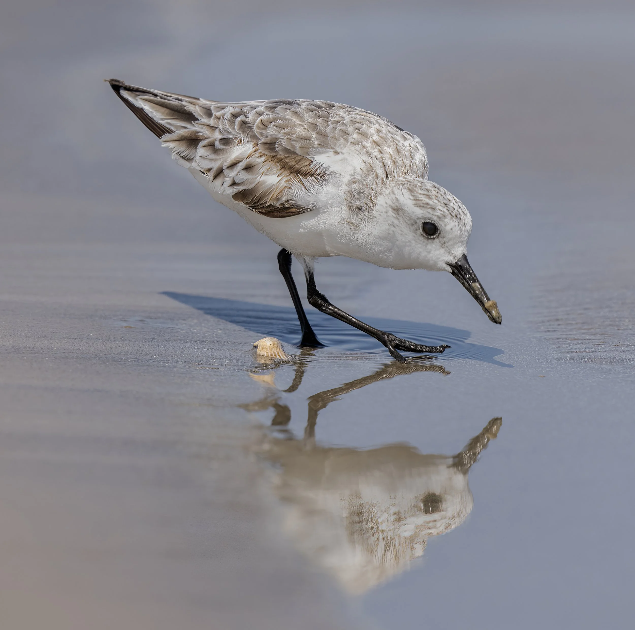 Sanderling