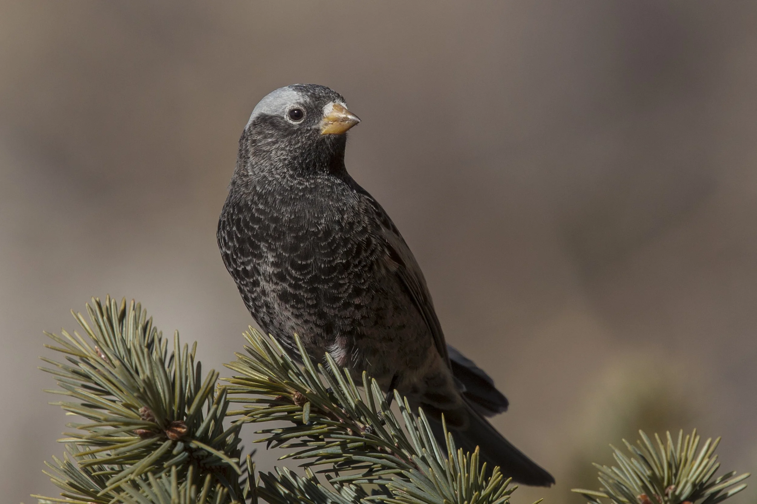 Black Rosy Finch