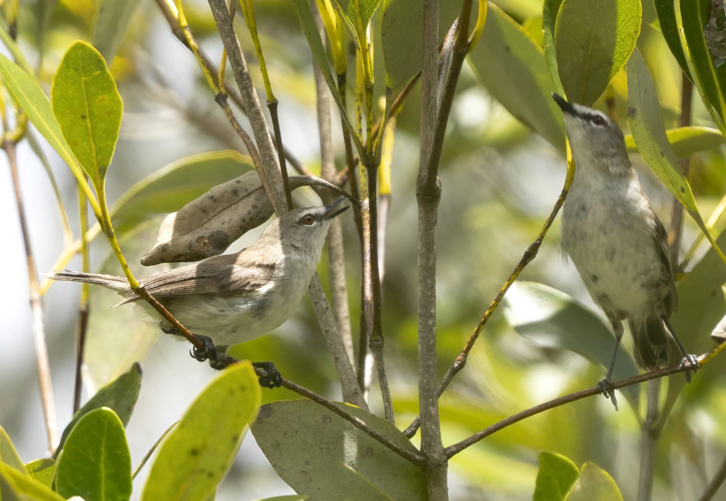 Mangrove Gerygone