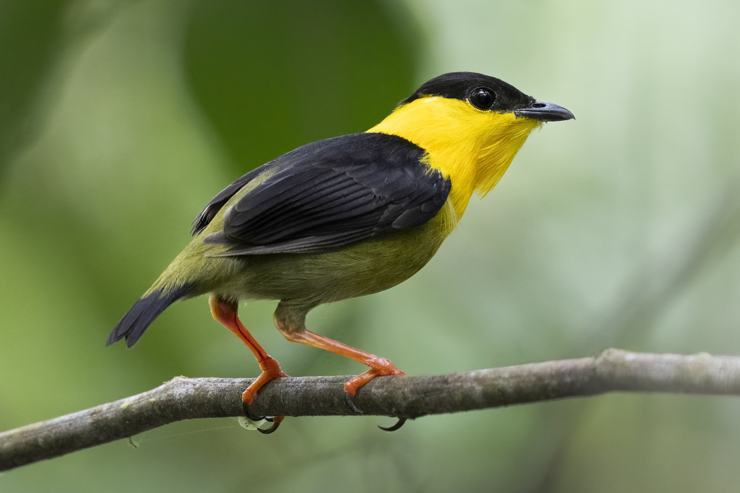  Golden Collared Manakin