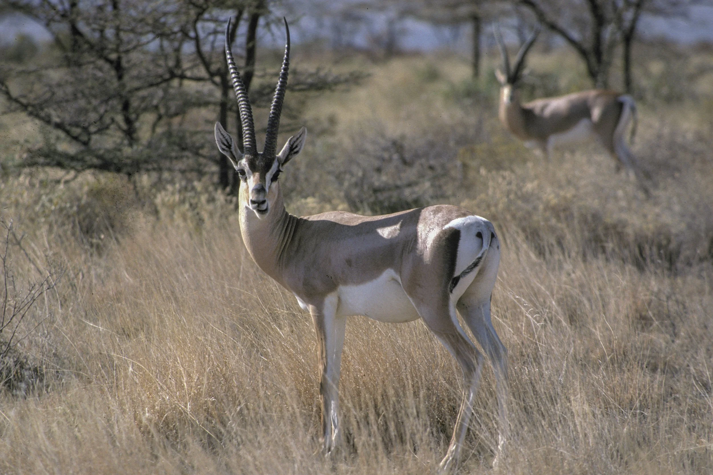 Grants Gazelle