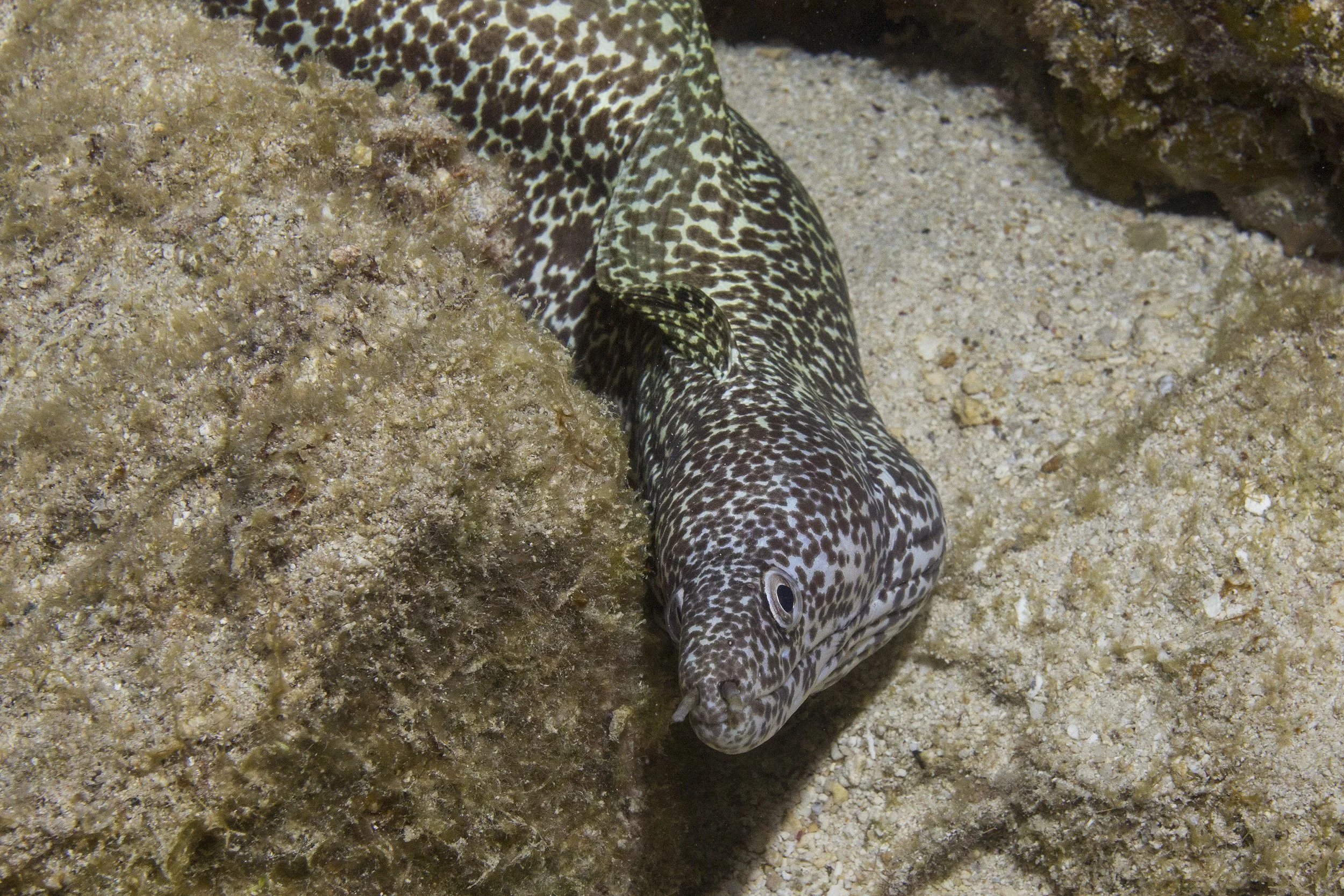 Cozumel_IMG_0115.jpg