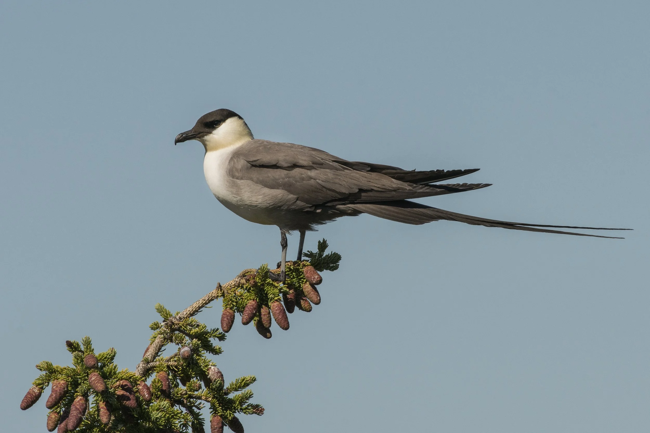 Long Tailed Jaeger