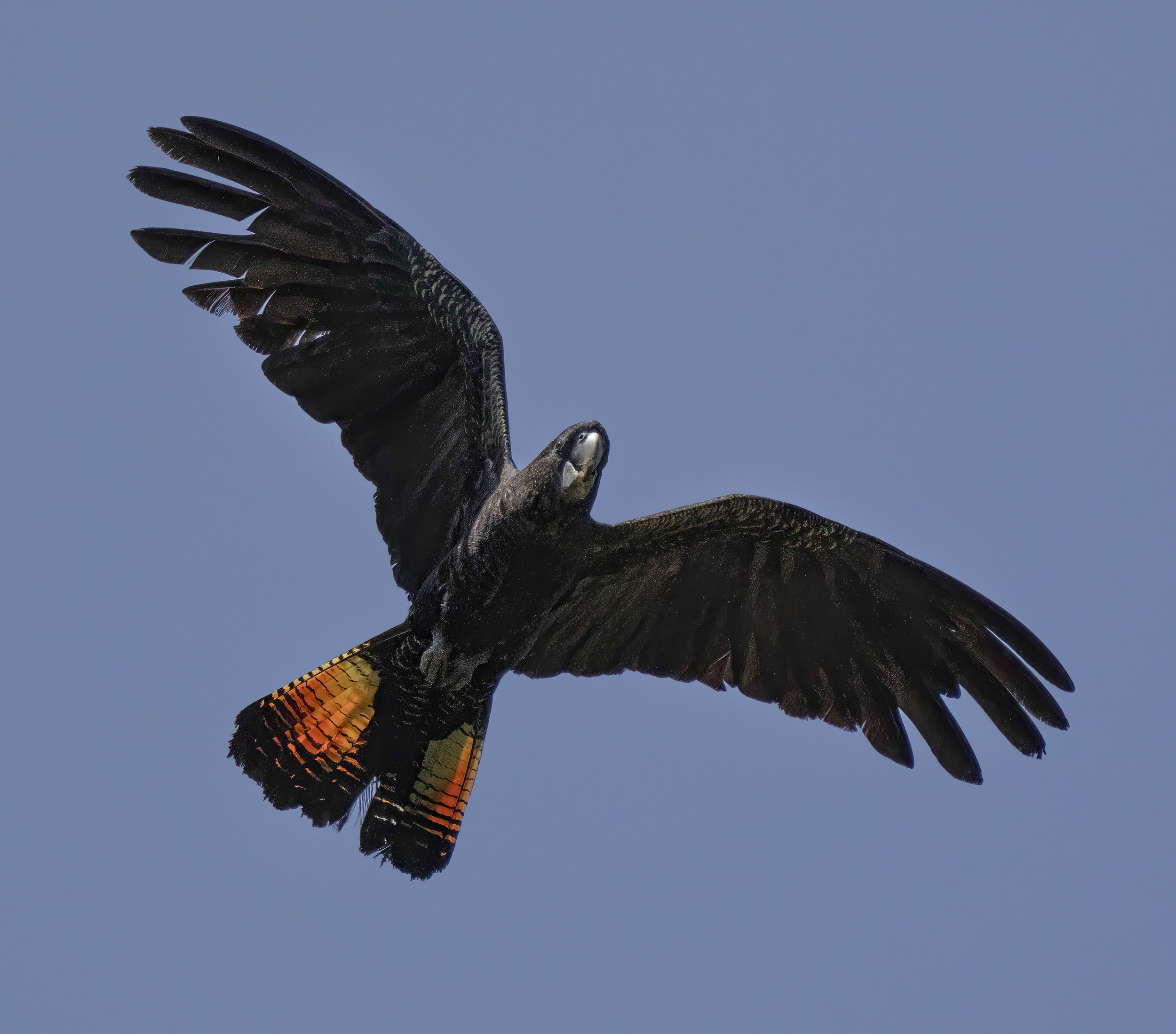  Red Tailed Black Cockatoo