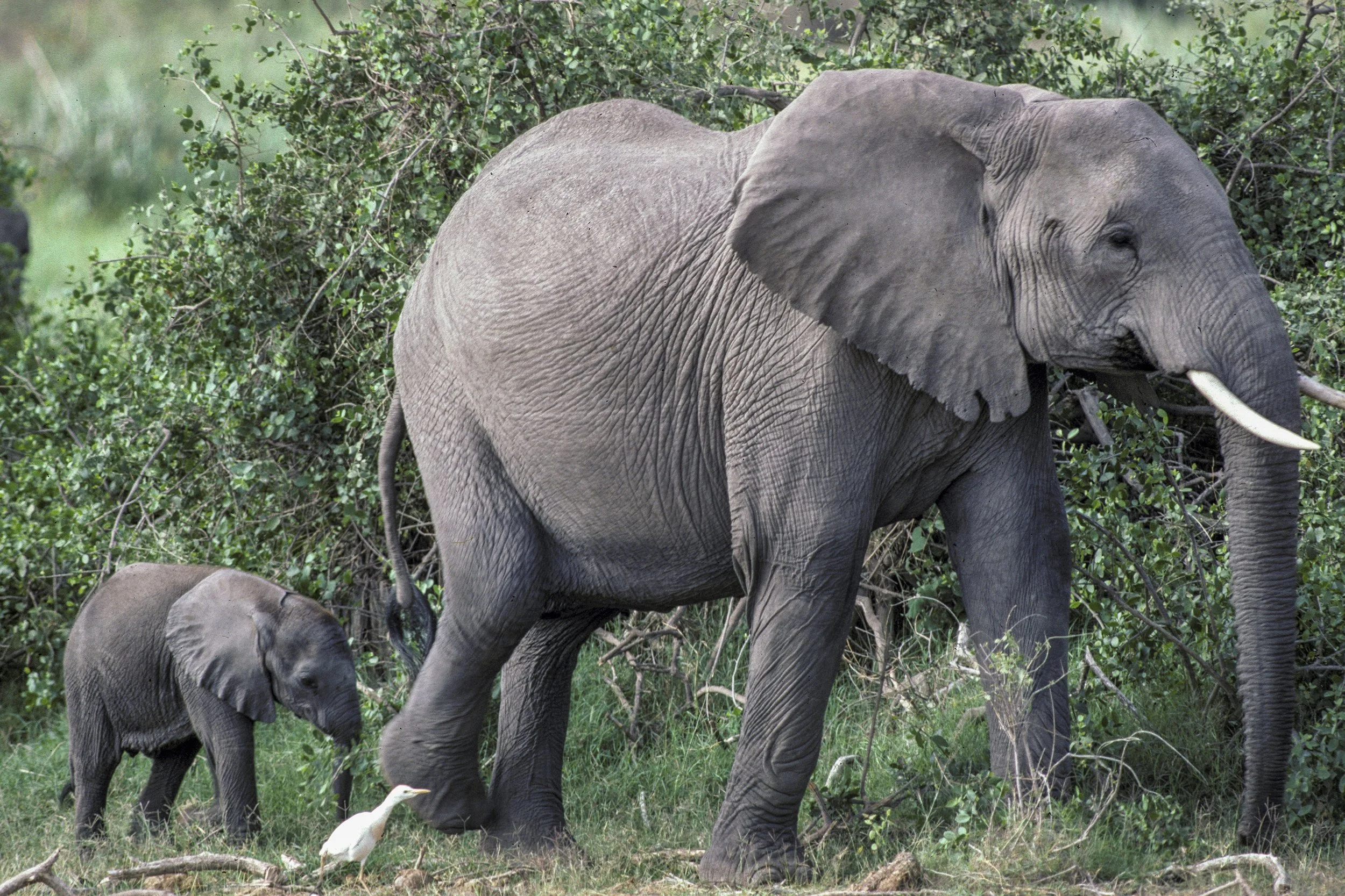 Elephant
