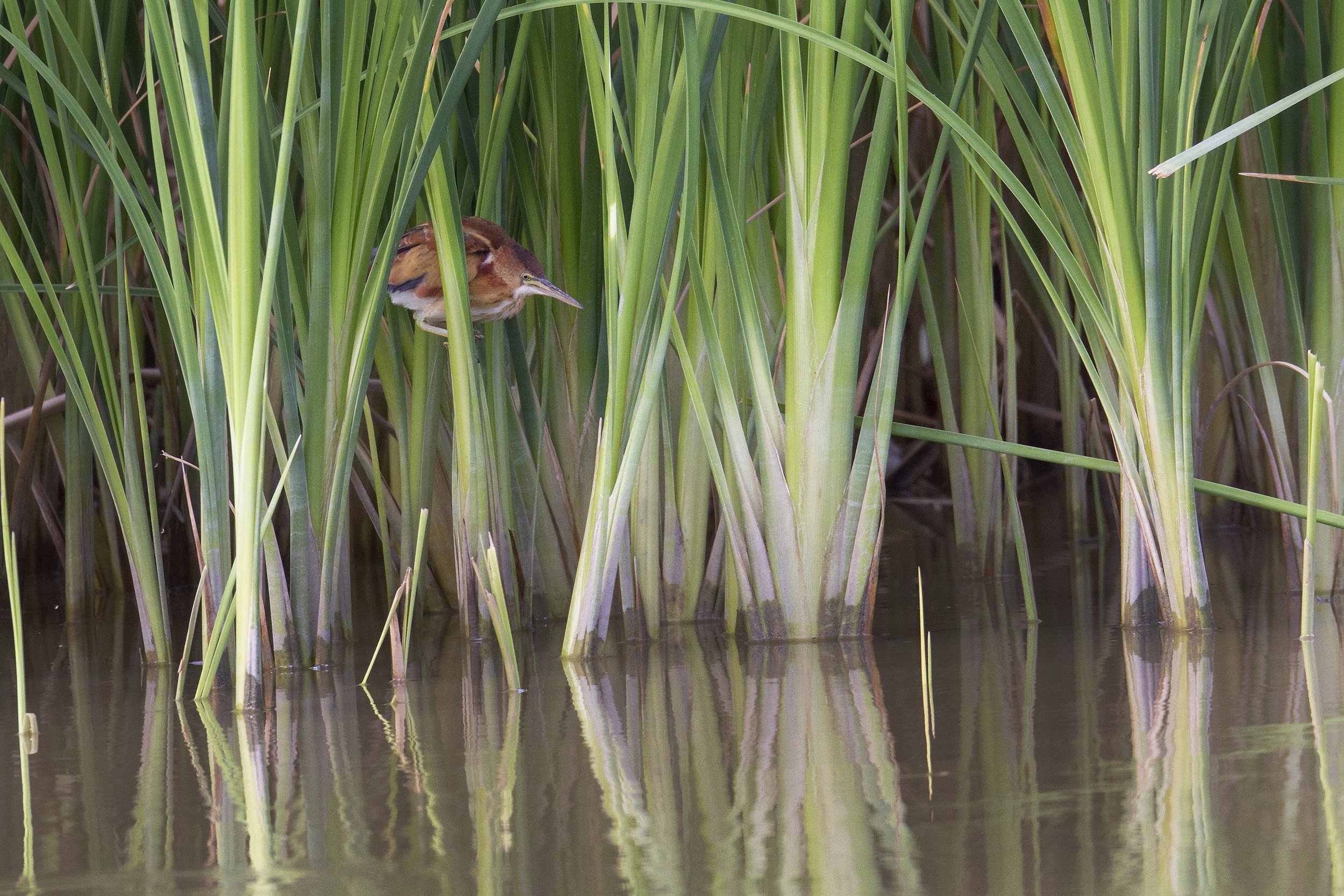 Least Bittern