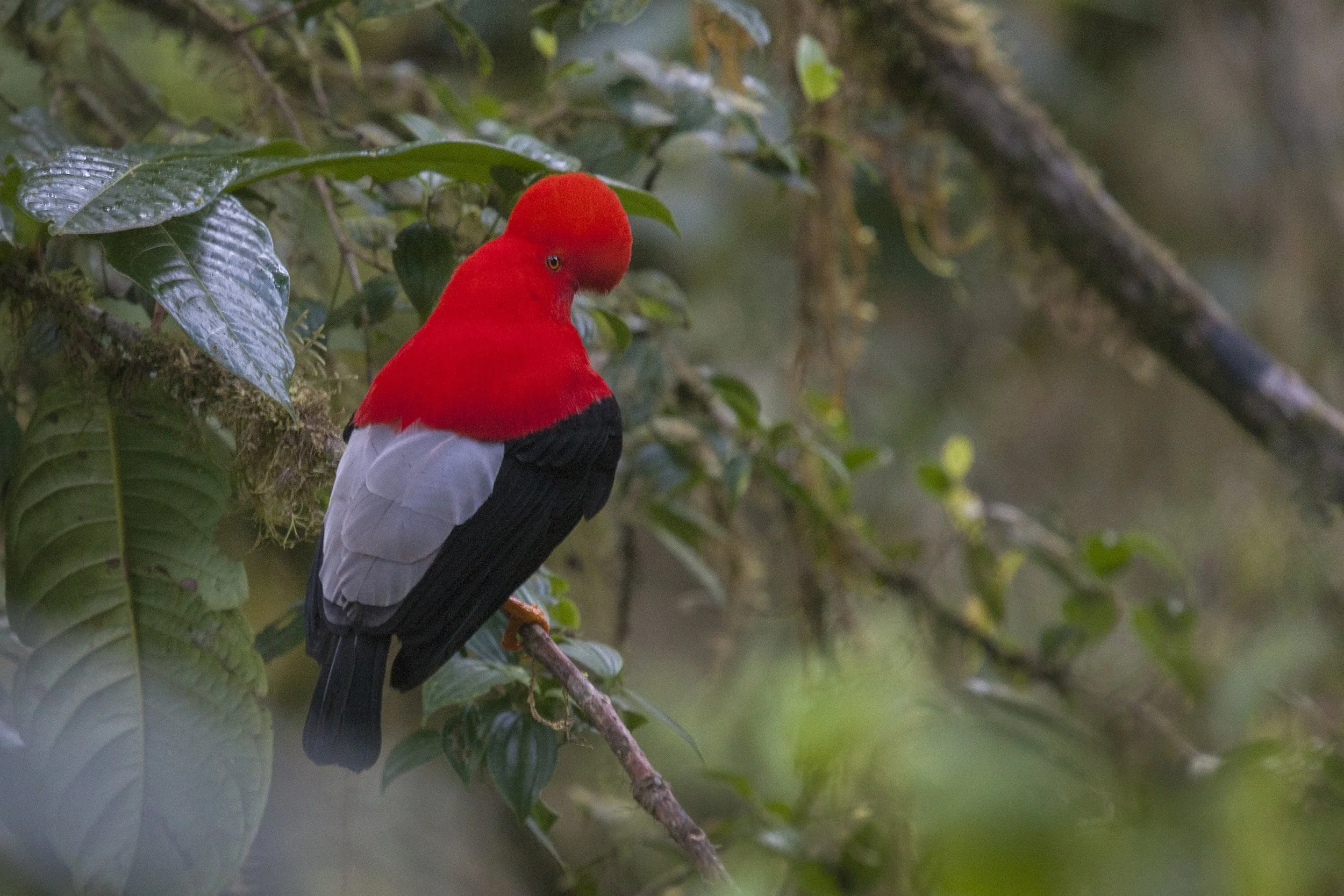 Andean Cock-of-the_Rock