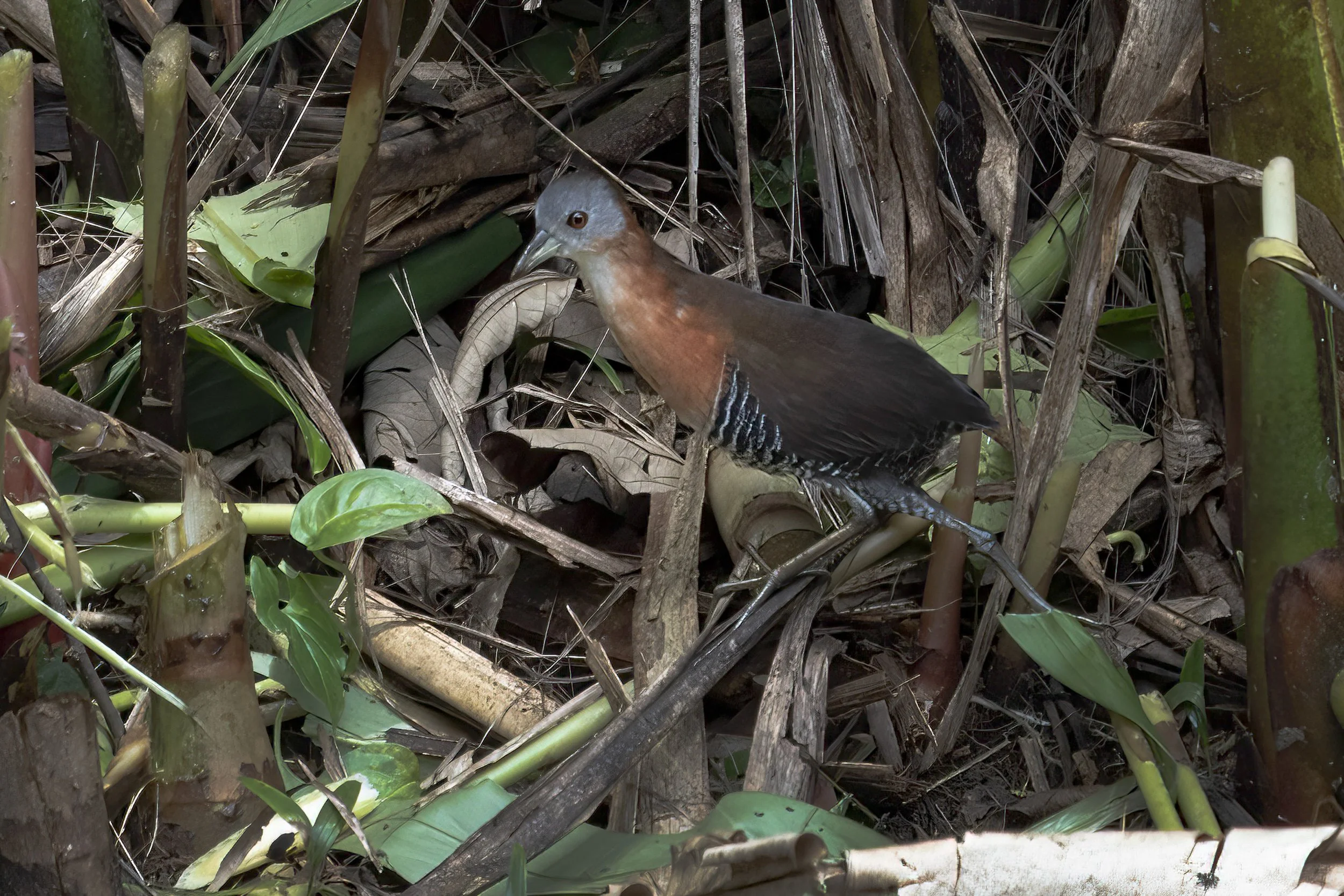 White-throated Crake 
