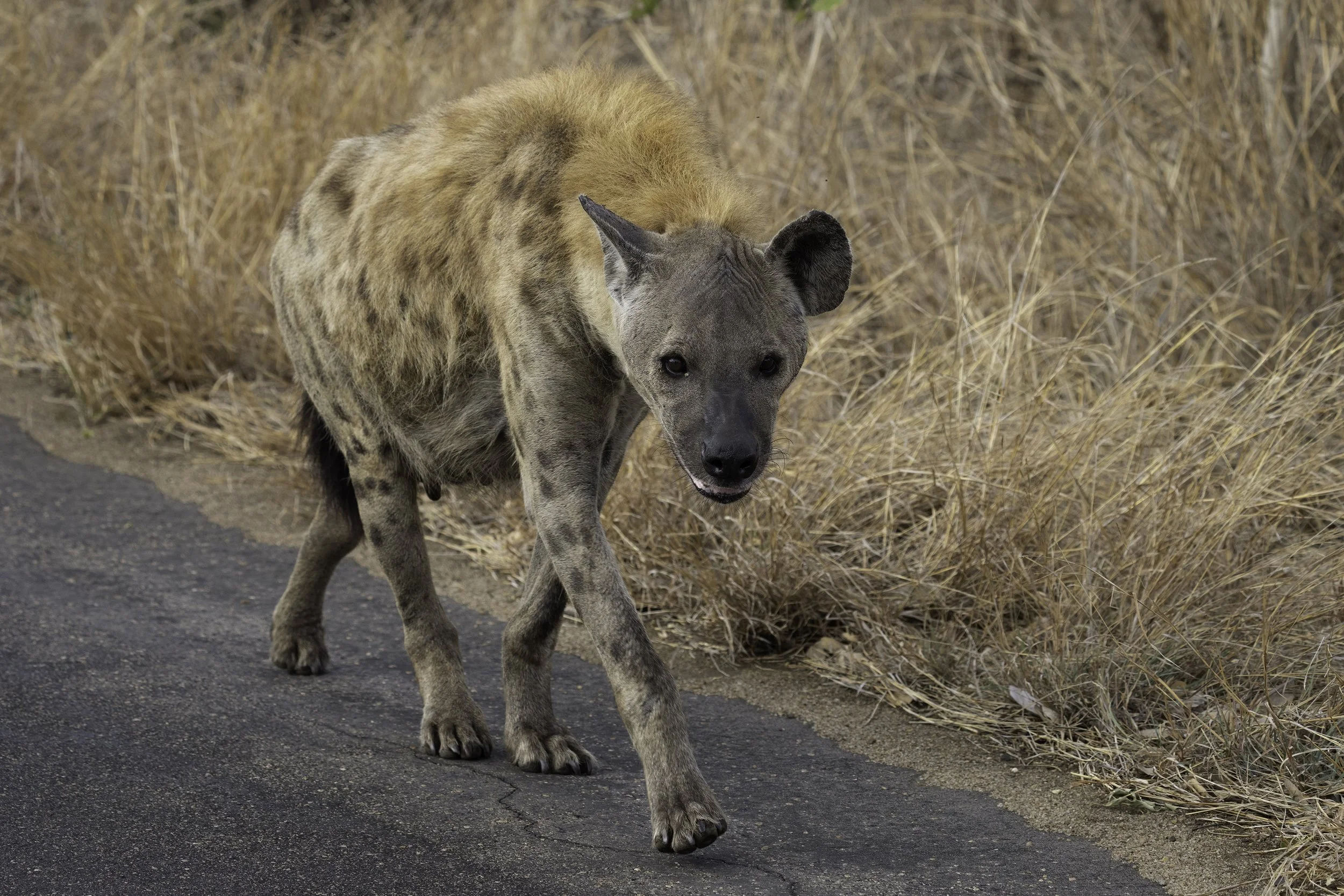 Spotted Hyena