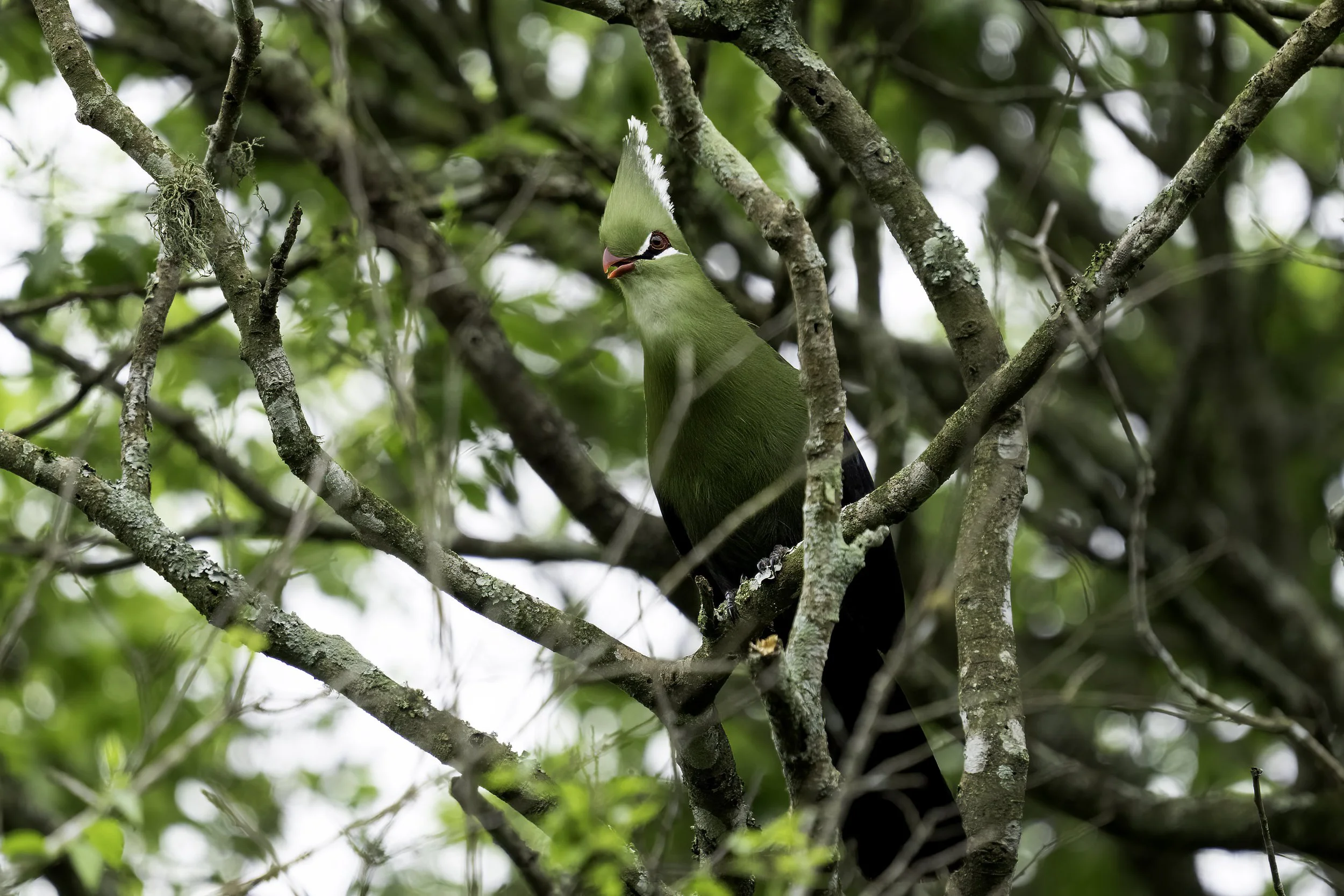Livingstone's Turaco