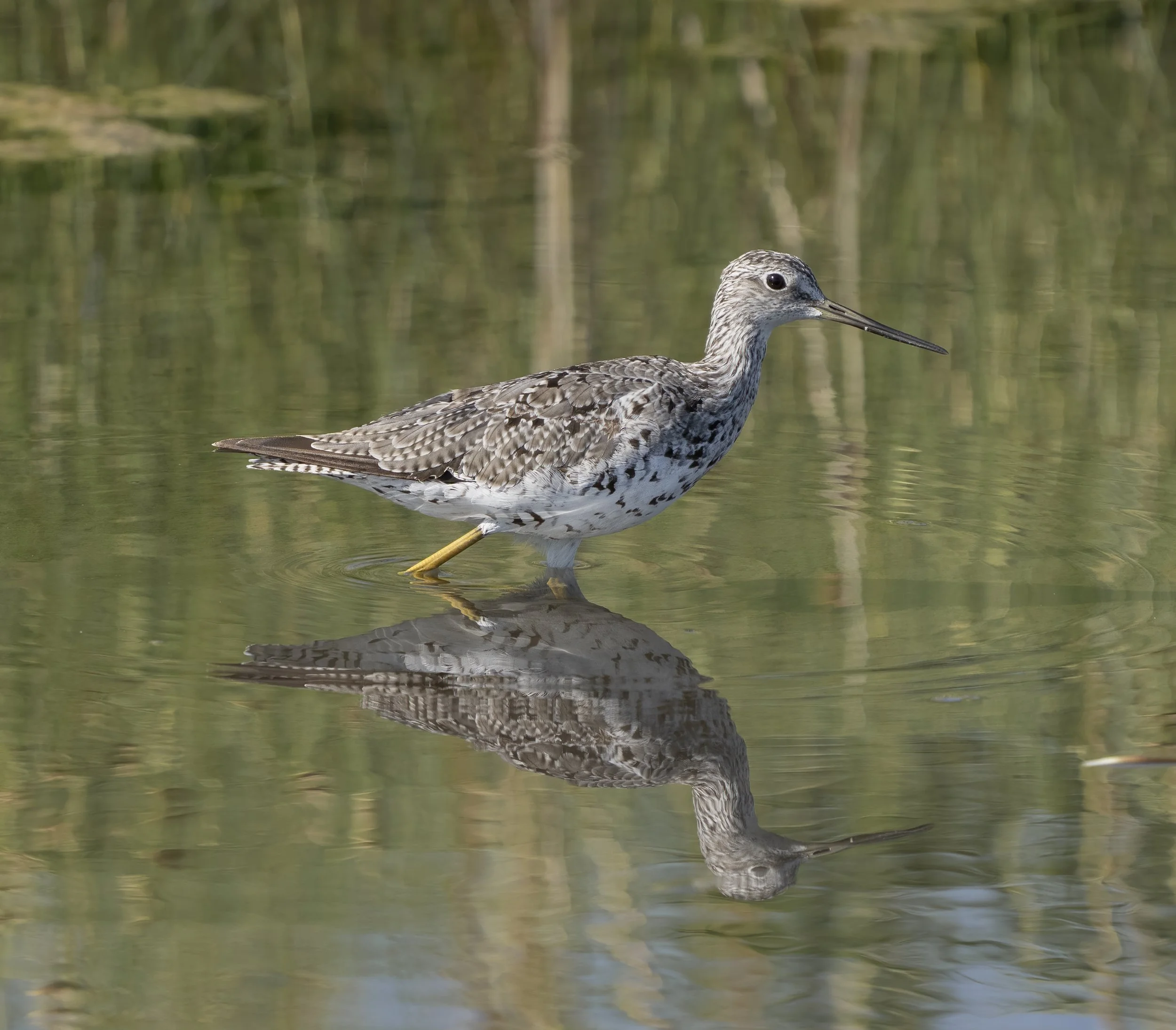 Greater Yellowlegs
