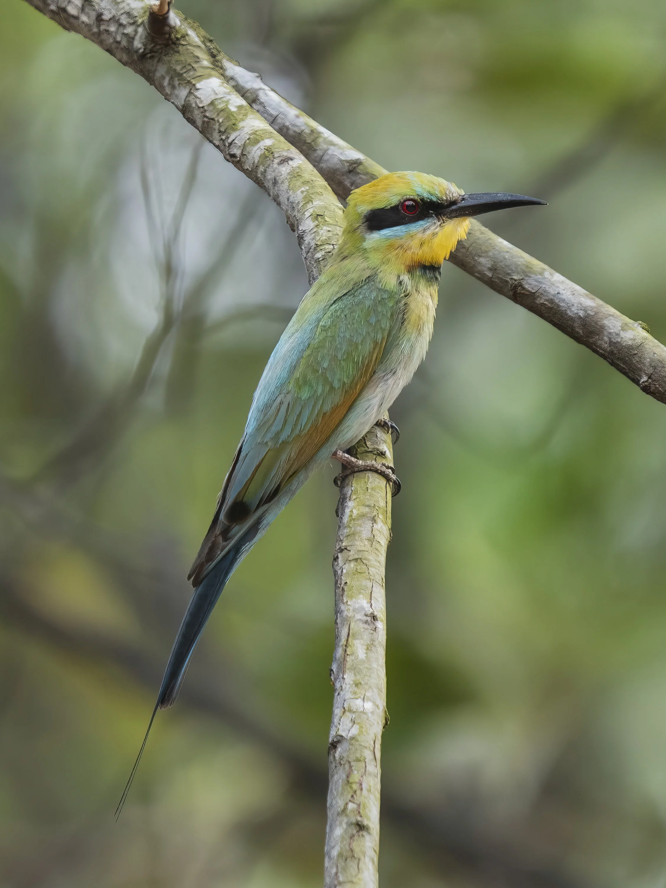 Rainbow Bee Eater
