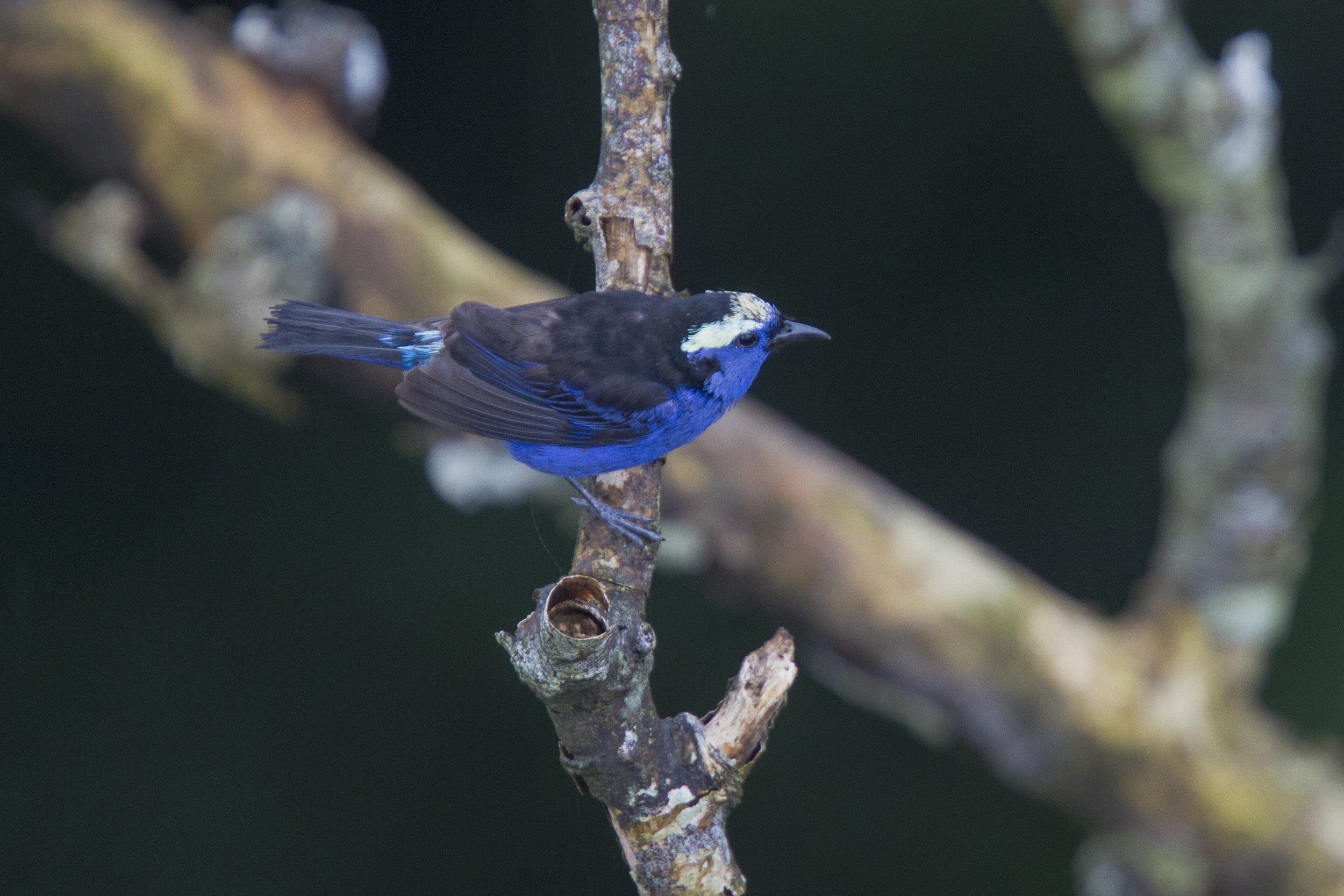 Opal Crowned Tanager