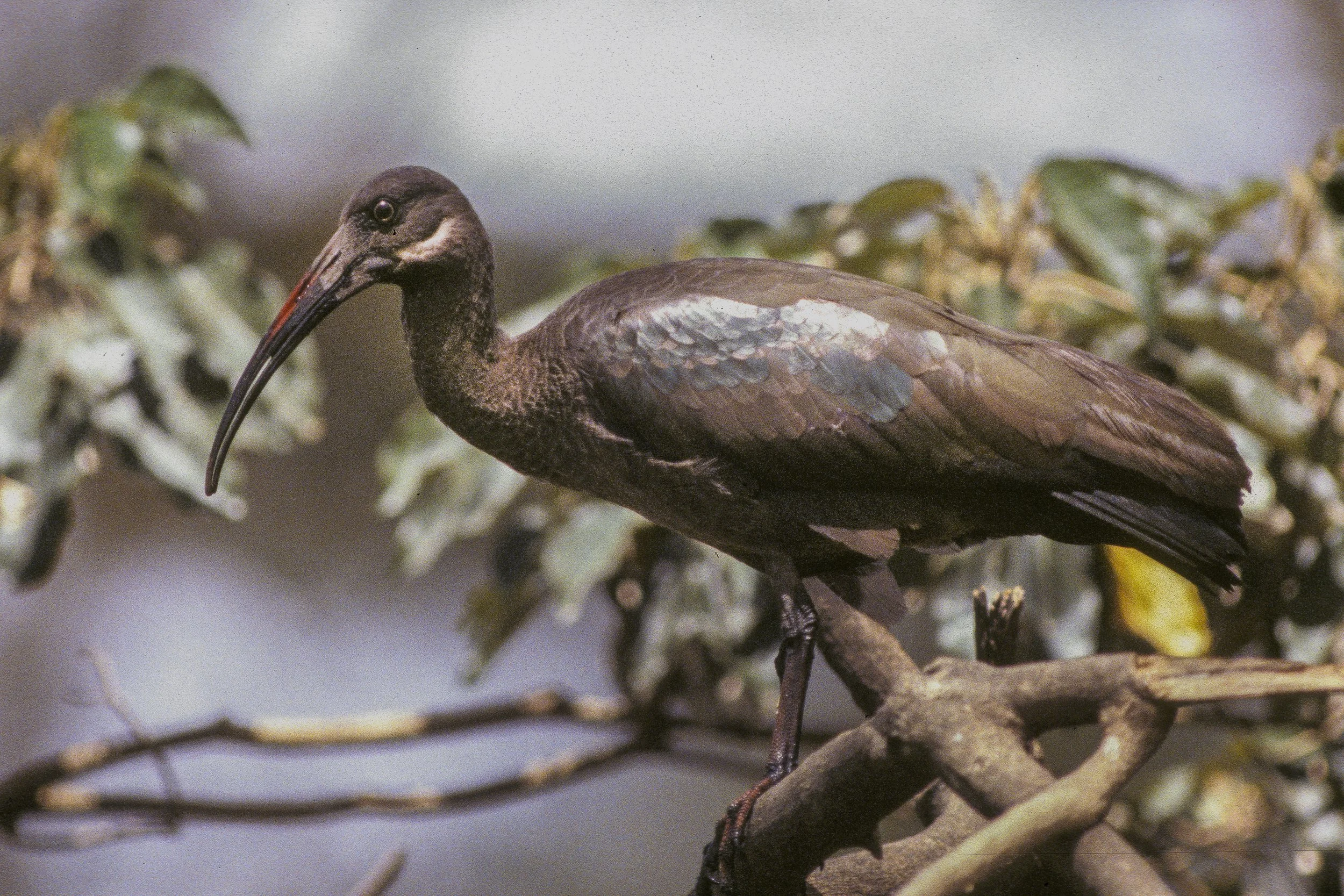 Hadada Ibis