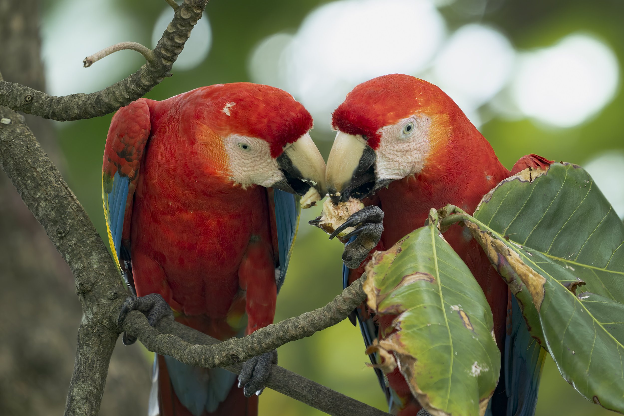 Scarlet Macaw