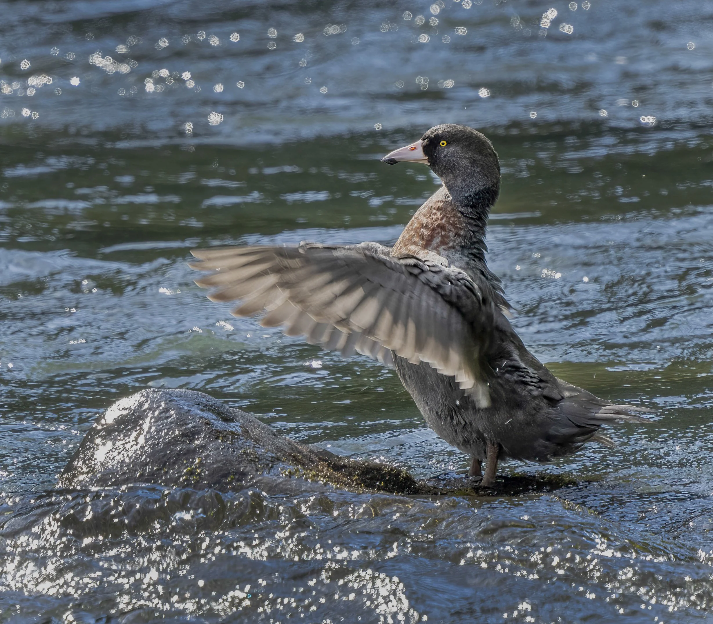 Blue Duck