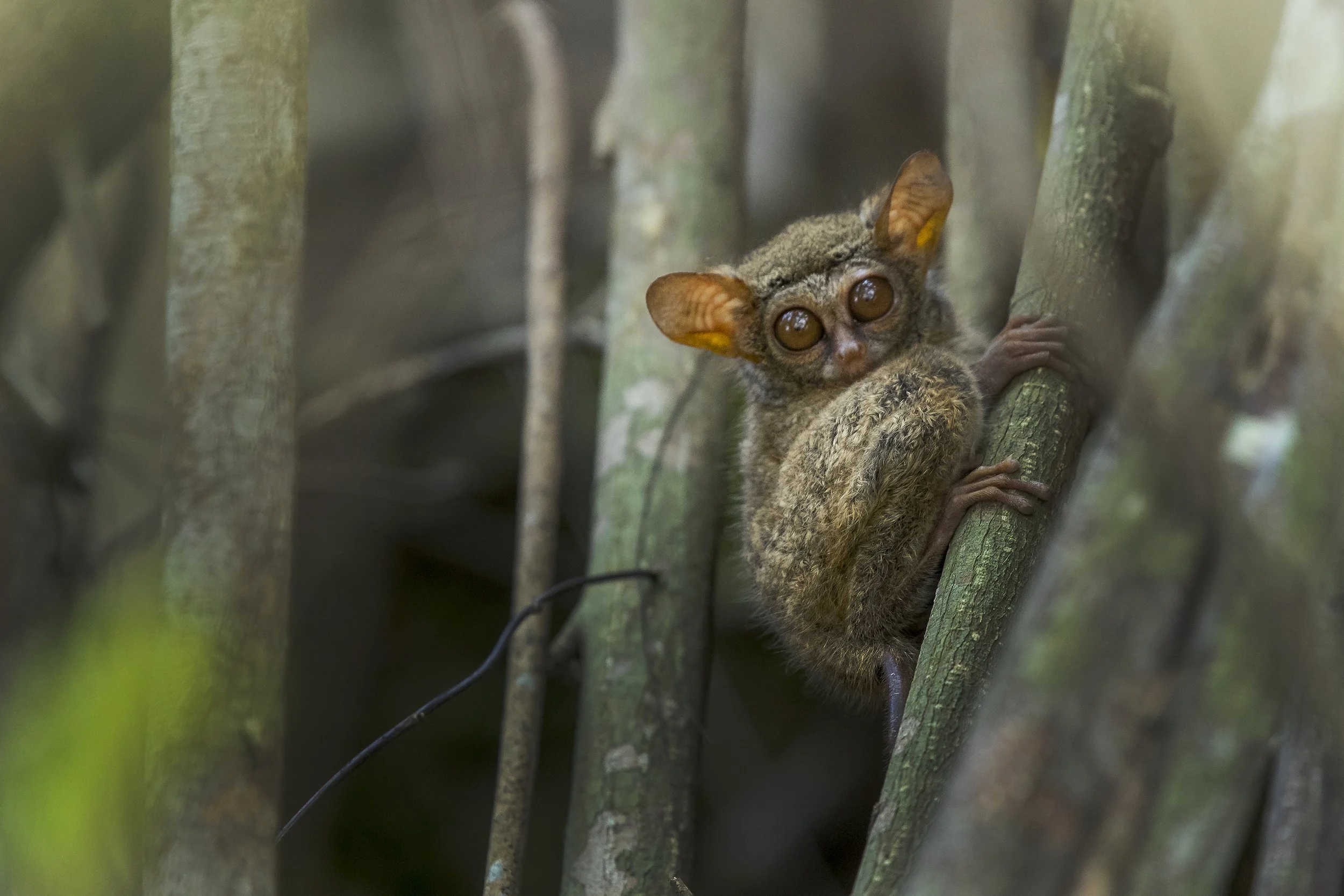 Tarsier, Indonesia