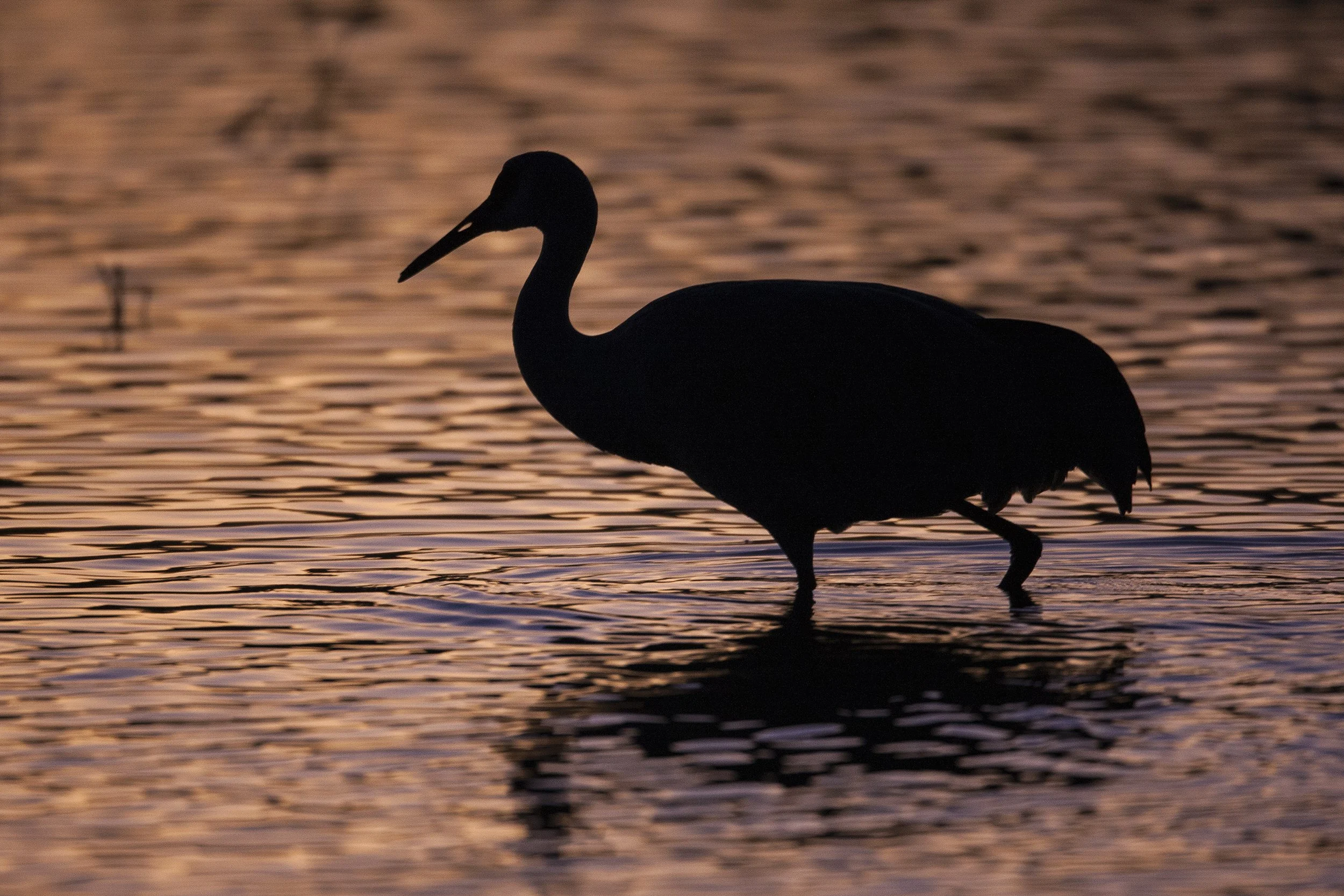 sandhill Crane