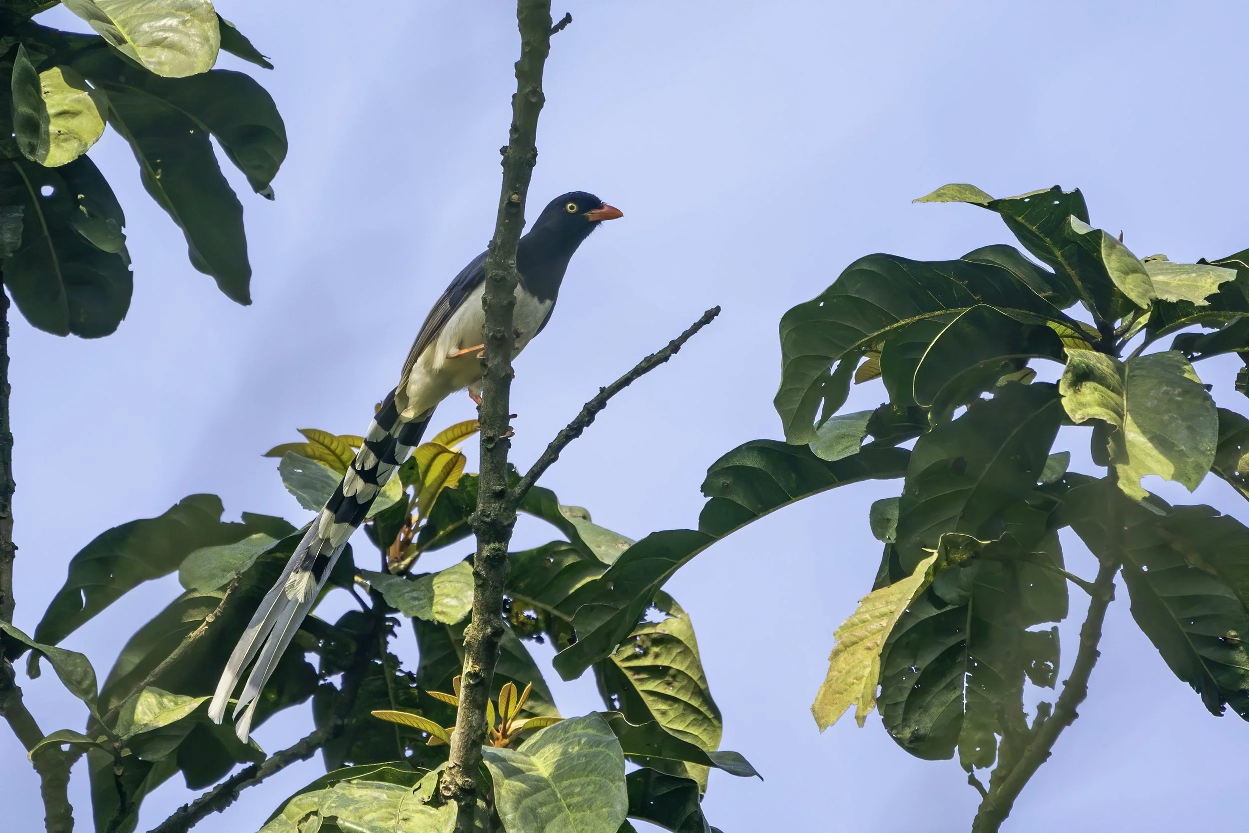 Red Billed Blue Magpie
