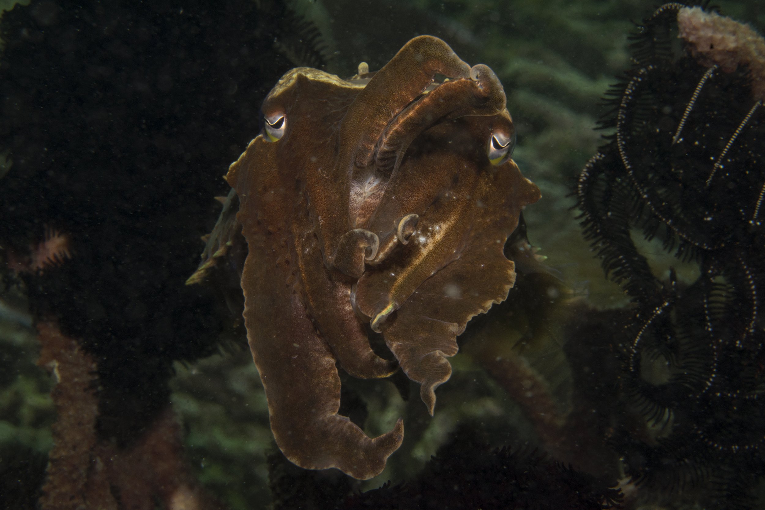 Komodo_DSC09486.jpg