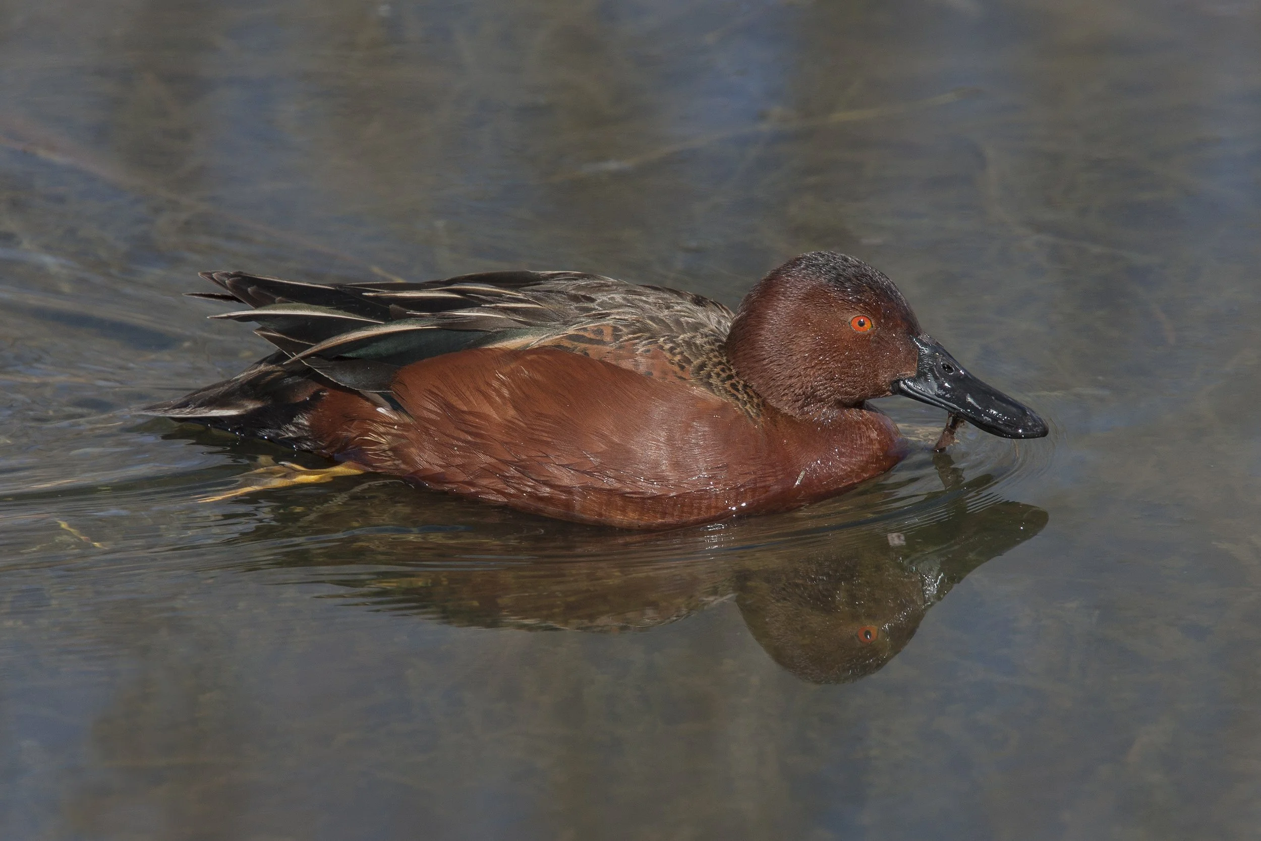 Cinnamon Teal