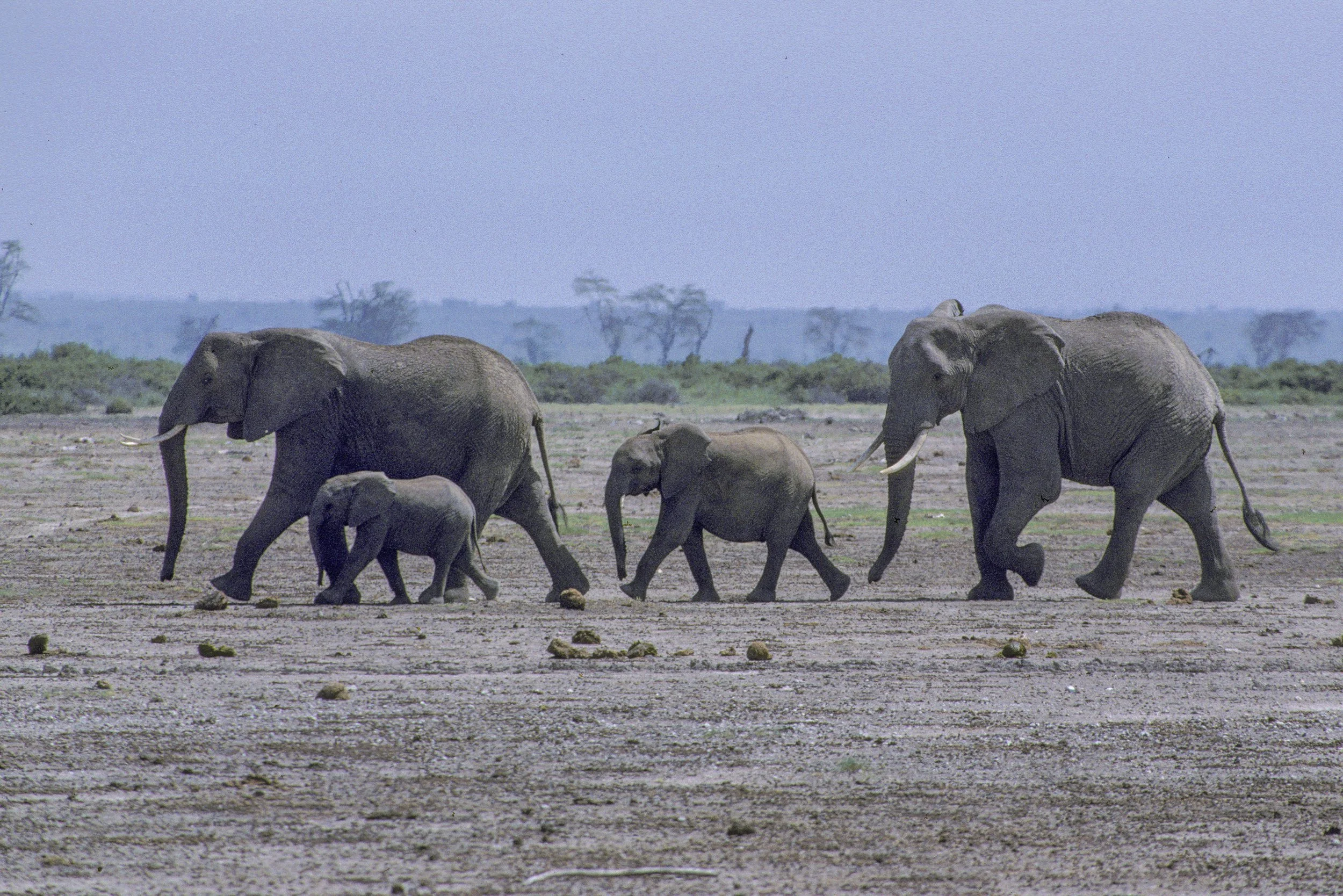 Elephant, Kenya