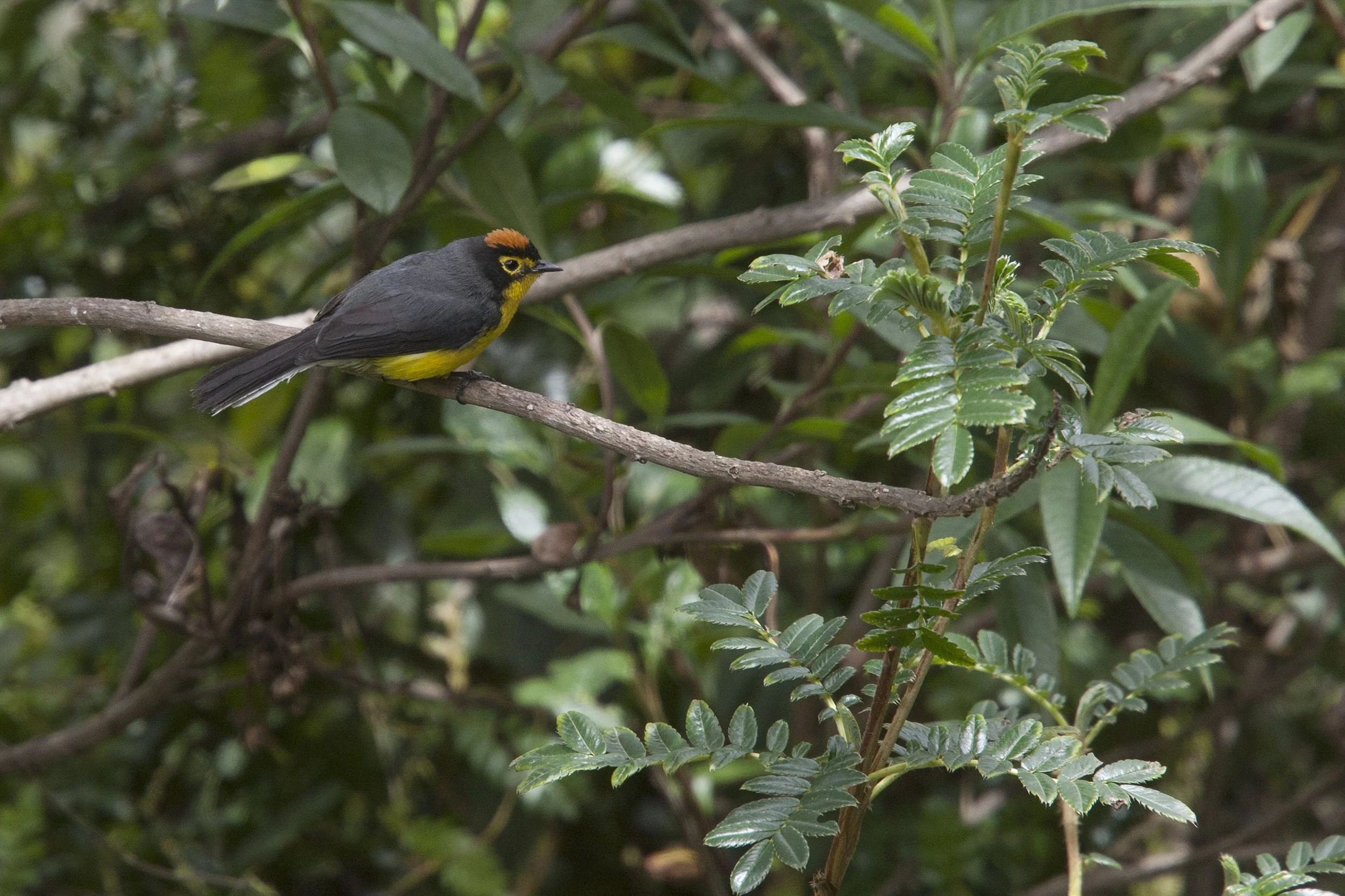 Spectacled Whitestart