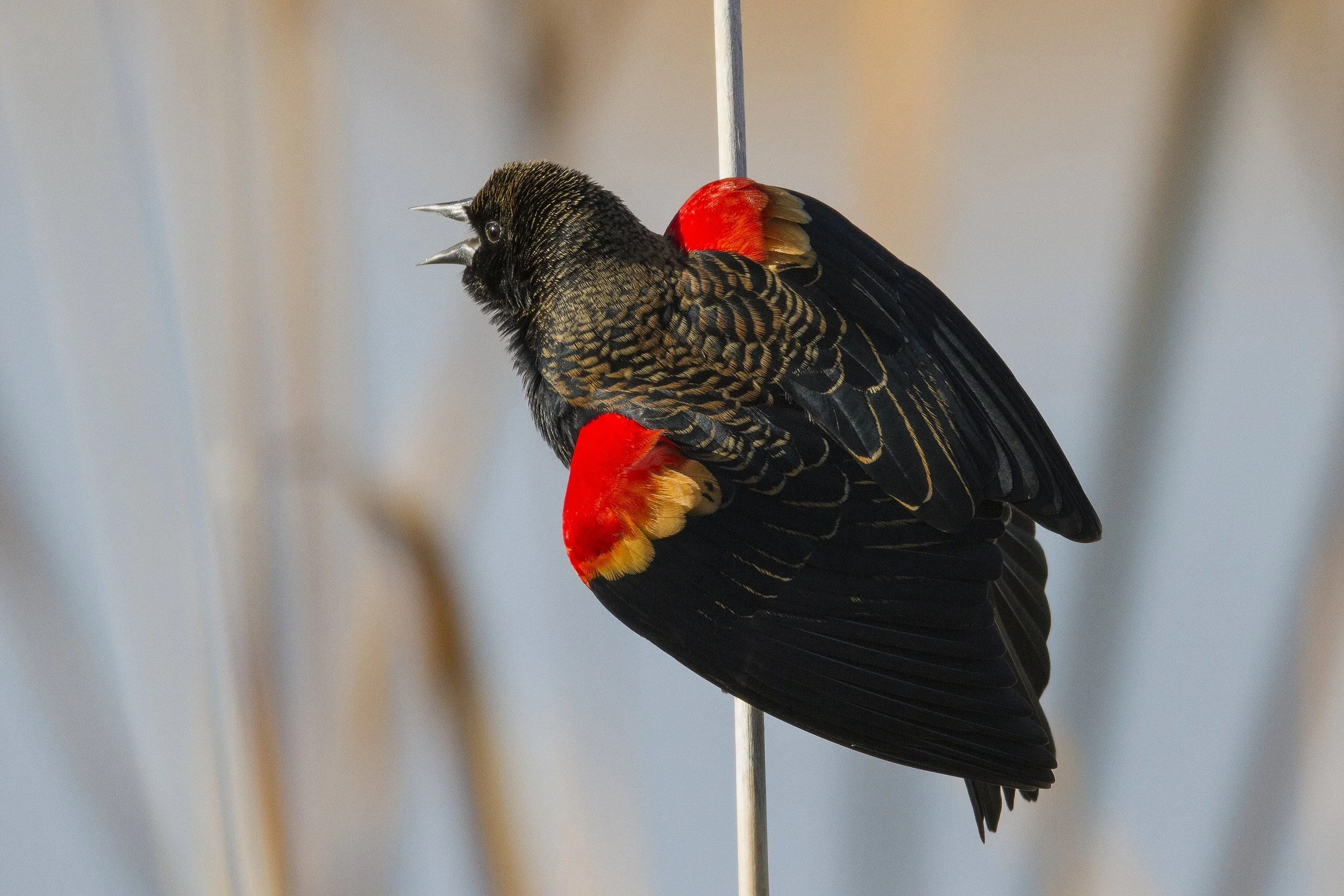 Red Winged Blackbird