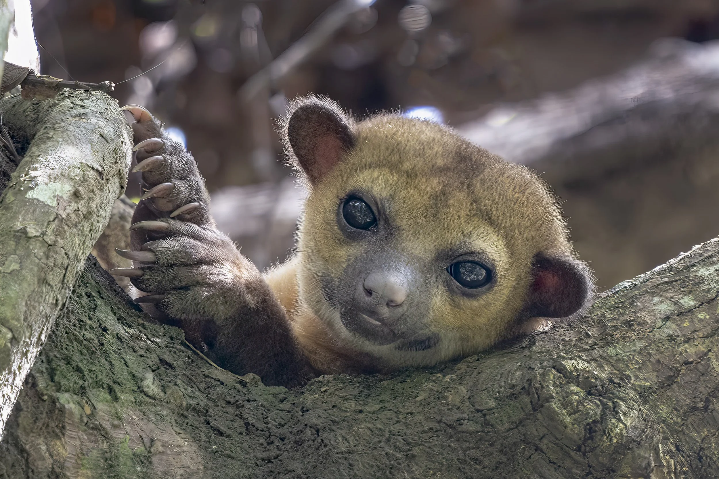 Kinkajou 