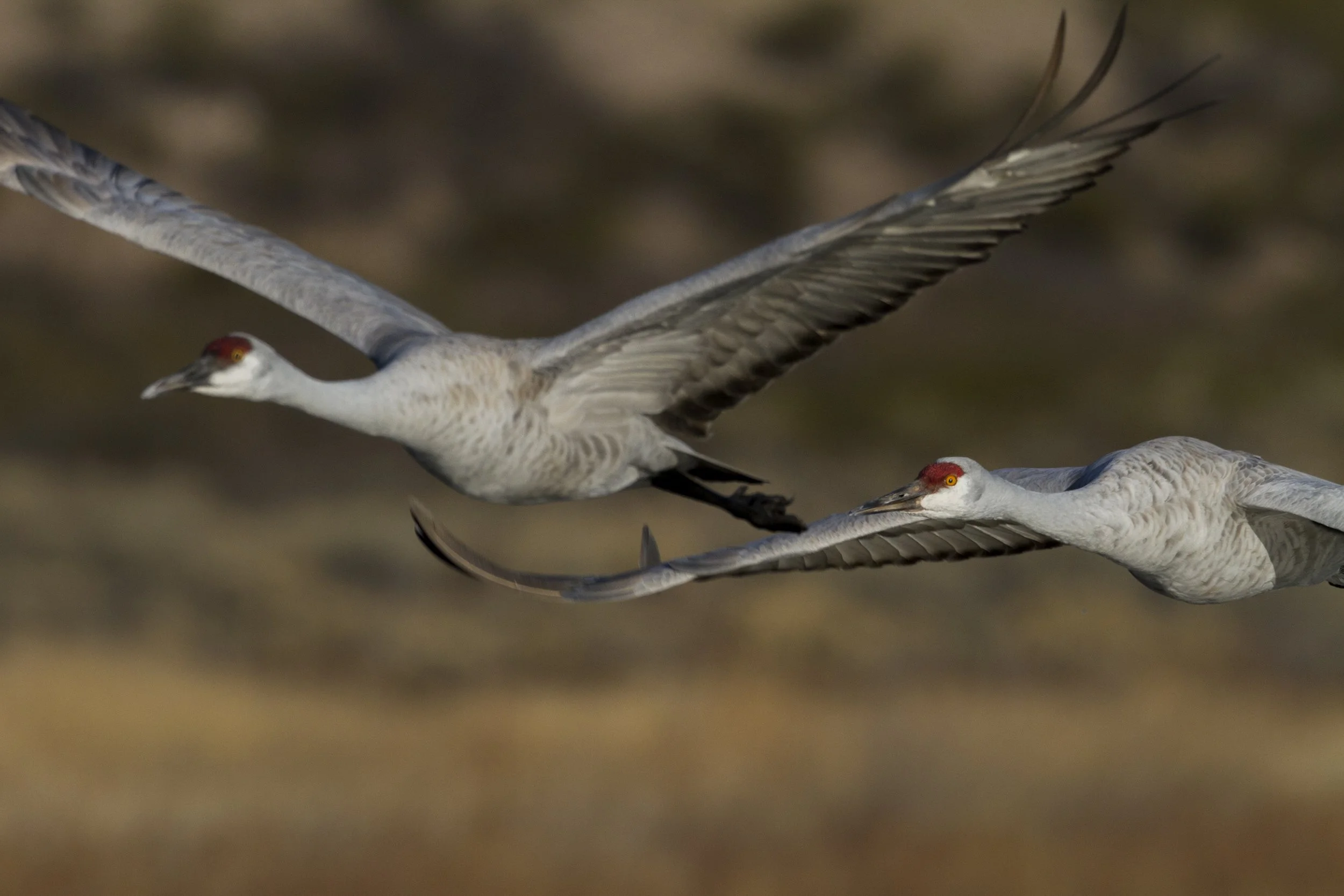 Sandhill Crane