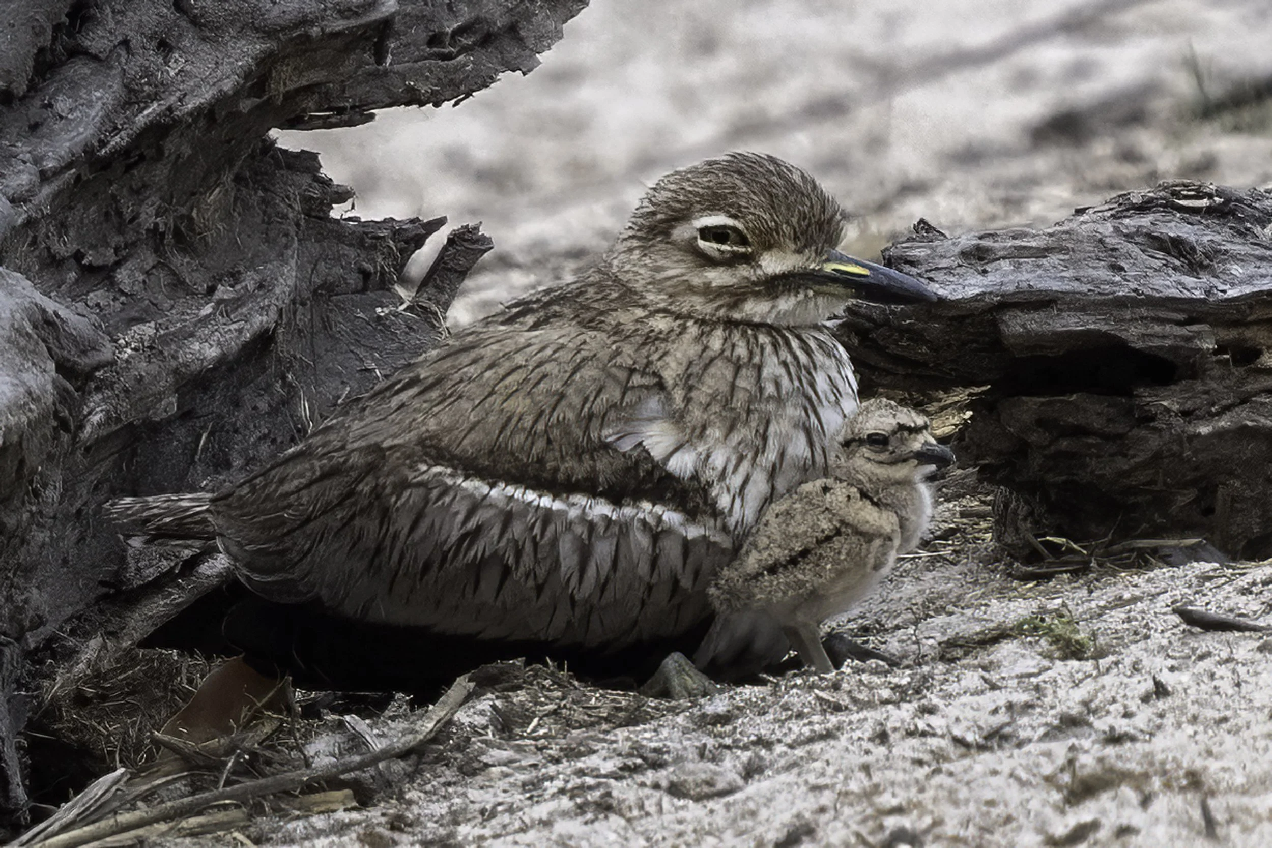 Water Thick Knee