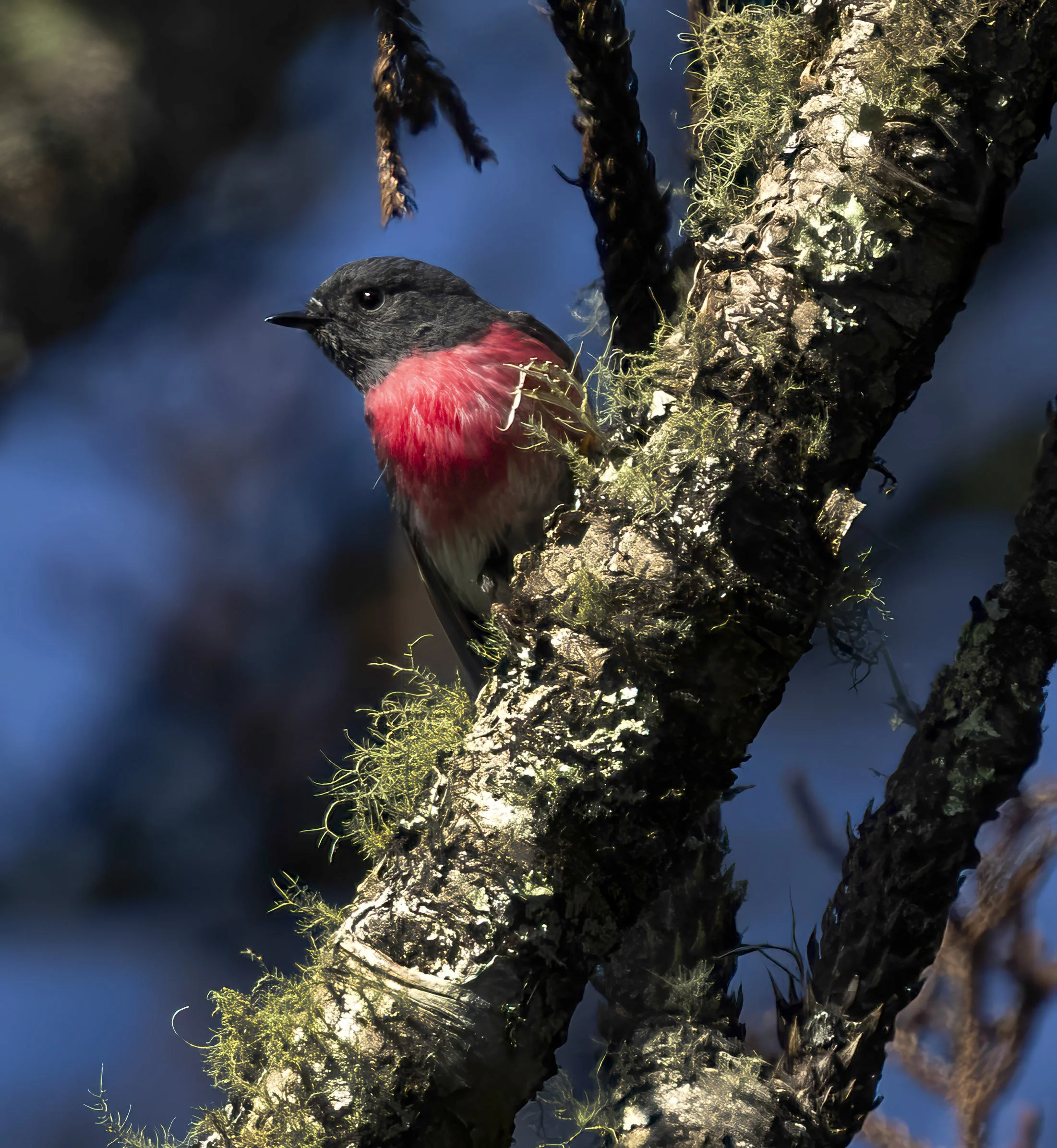 Rose Robin