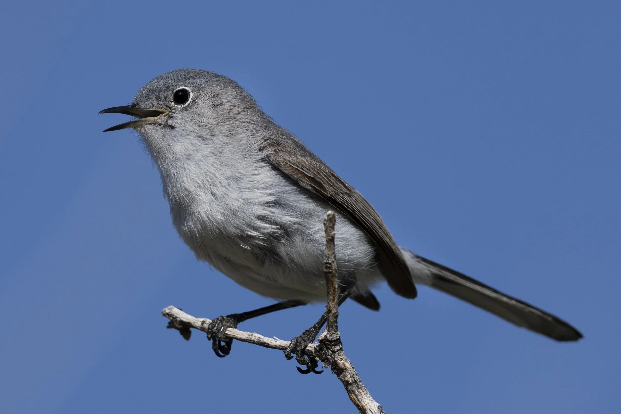 Blue Grey Gnatcatcher