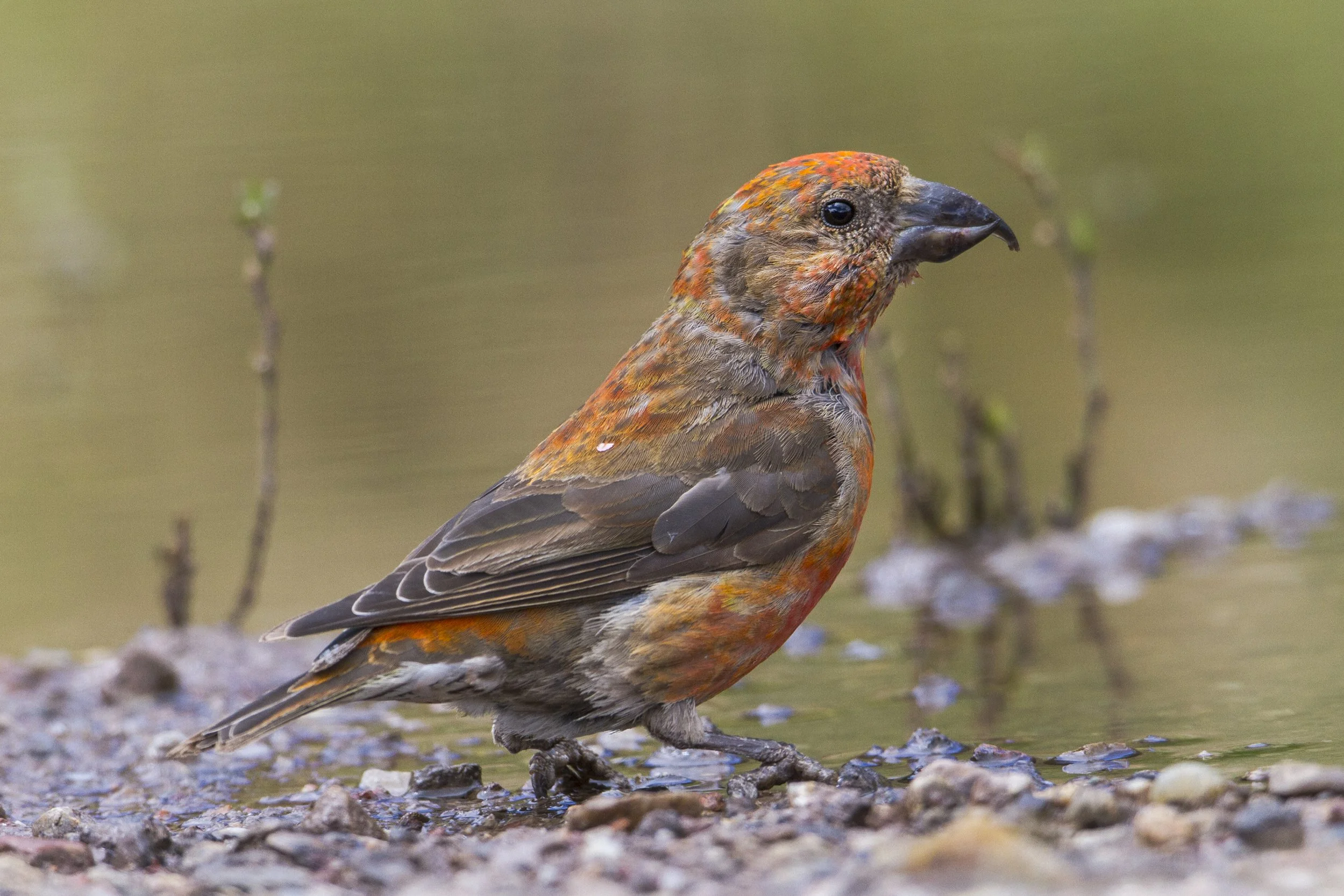 Red Crossbill
